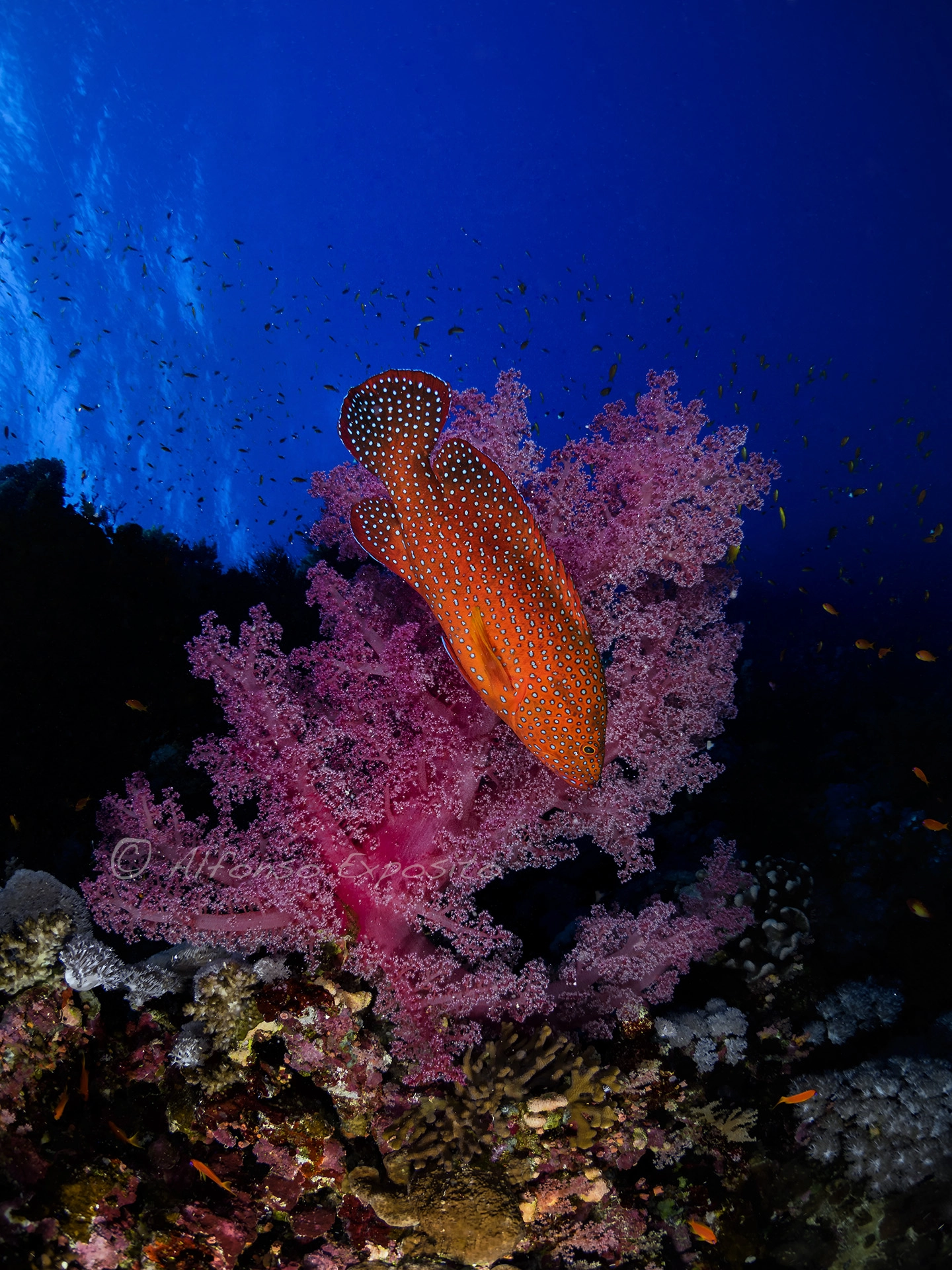 Olympus OM-D E-M1 + LUMIX G FISHEYE 8/F3.5 sample photo. Mero del coral (cephalopholis miniata) photography