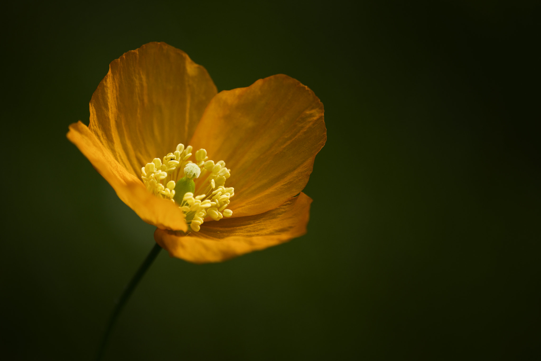 Tamron SP AF 180mm F3.5 Di LD (IF) Macro sample photo. Poppy.jpg photography