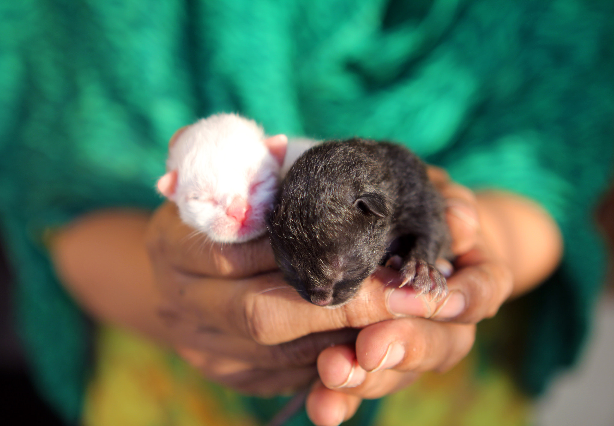 Canon EF 24-70mm F2.8L USM sample photo. New born kittens photography