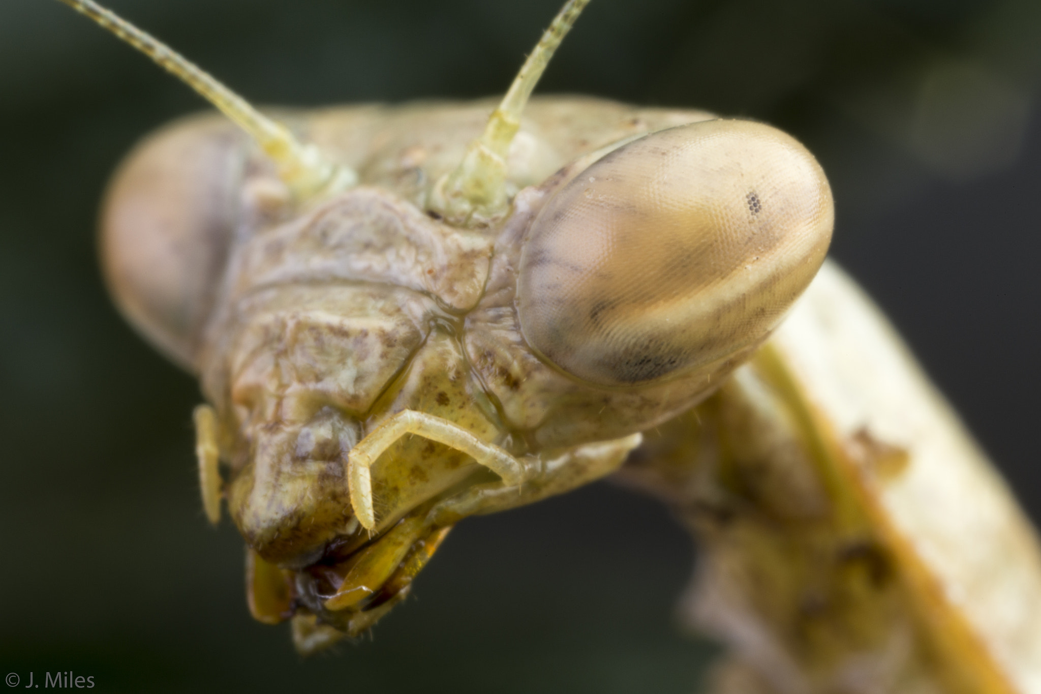 Canon MP-E 65mm F2.5 1-5x Macro Photo sample photo. Mantis portrait photography