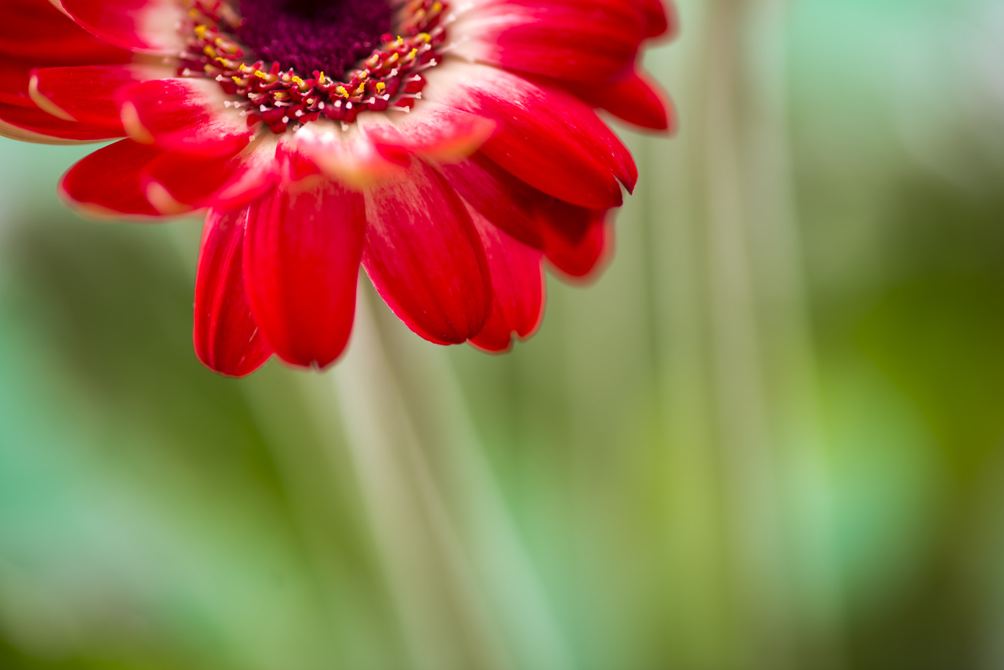 ZEISS Makro-Planar T* 100mm F2 sample photo. Labelle photography
