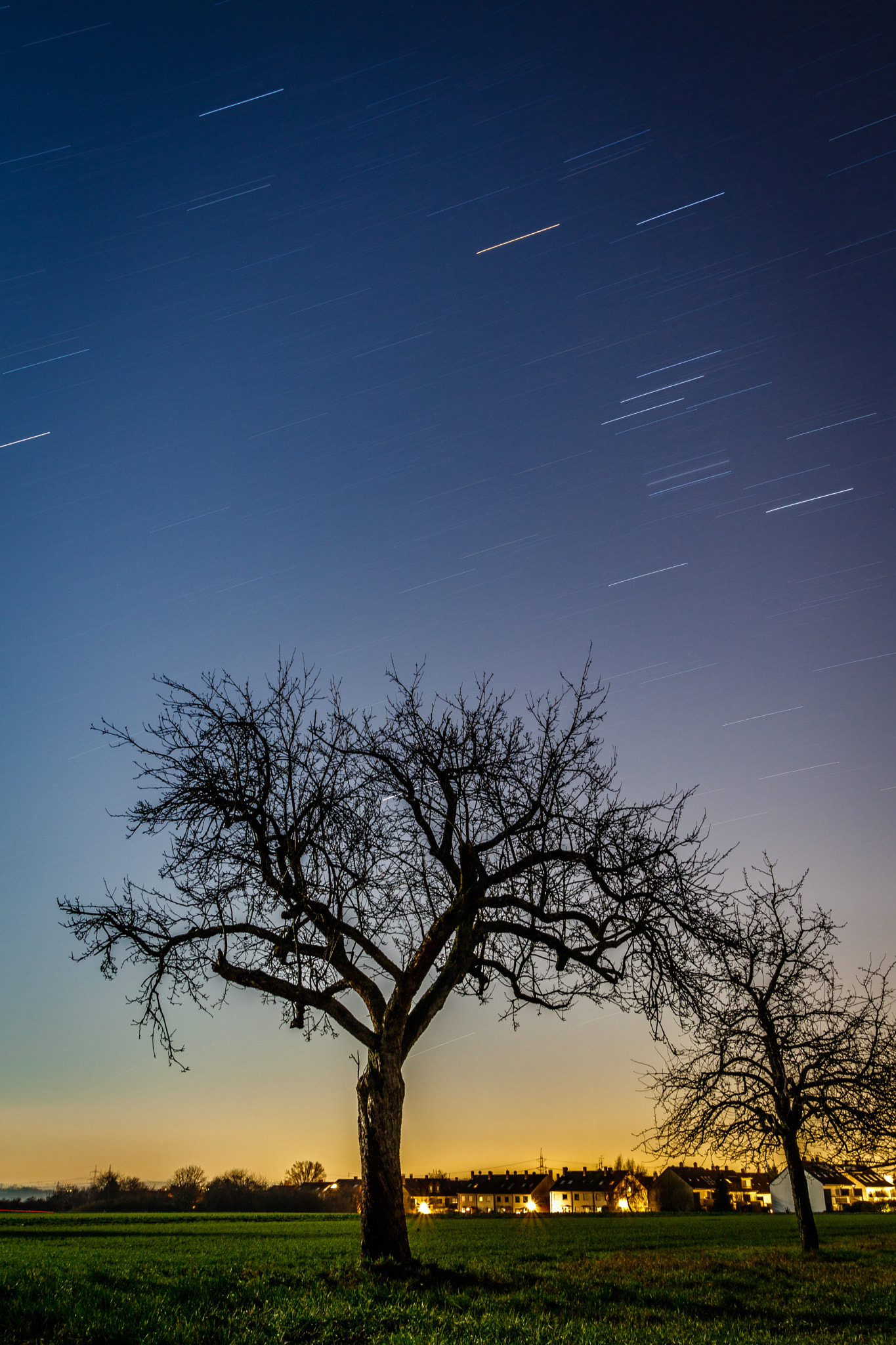 Tamron SP AF 17-50mm F2.8 XR Di II LD Aspherical (IF) sample photo. Tree at night photography
