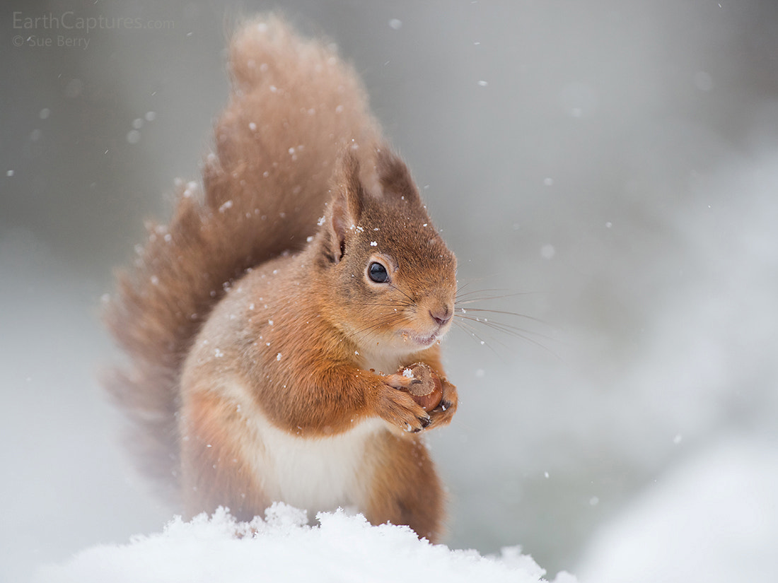 Canon EF 300mm F2.8L IS USM sample photo. Red squirrel in the snow photography