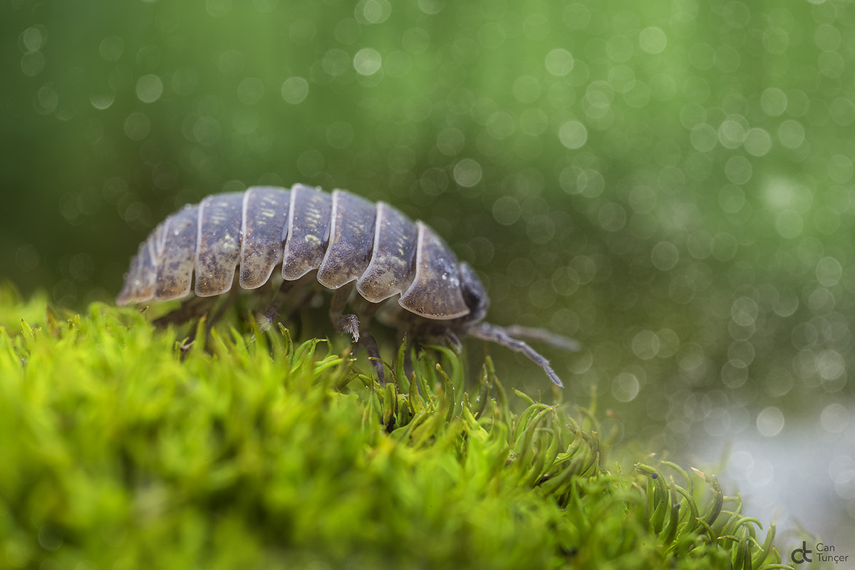 Canon MP-E 65mm F2.5 1-5x Macro Photo sample photo. Armor photography
