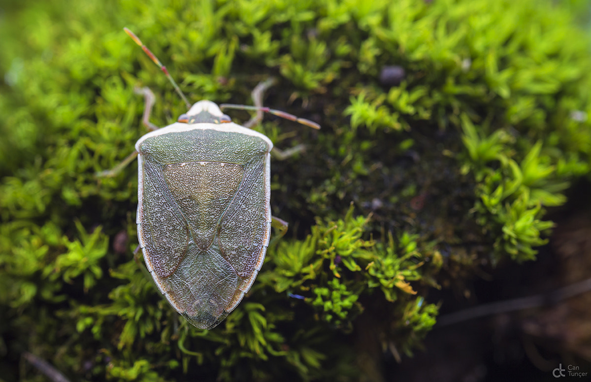 Canon MP-E 65mm F2.5 1-5x Macro Photo sample photo. Climber photography