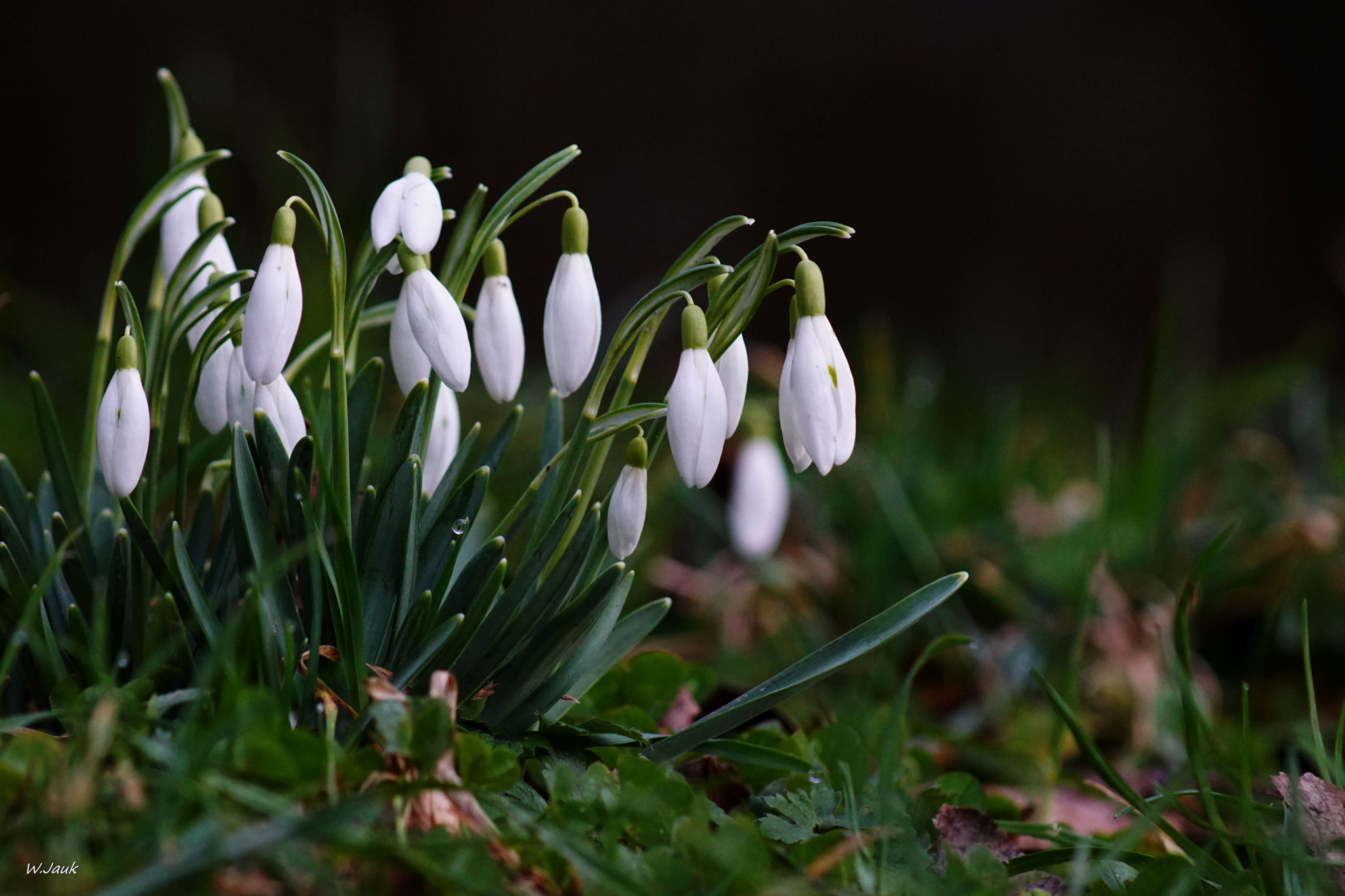 Sony 75-300mm F4.5-5.6 sample photo. Snowdrops photography