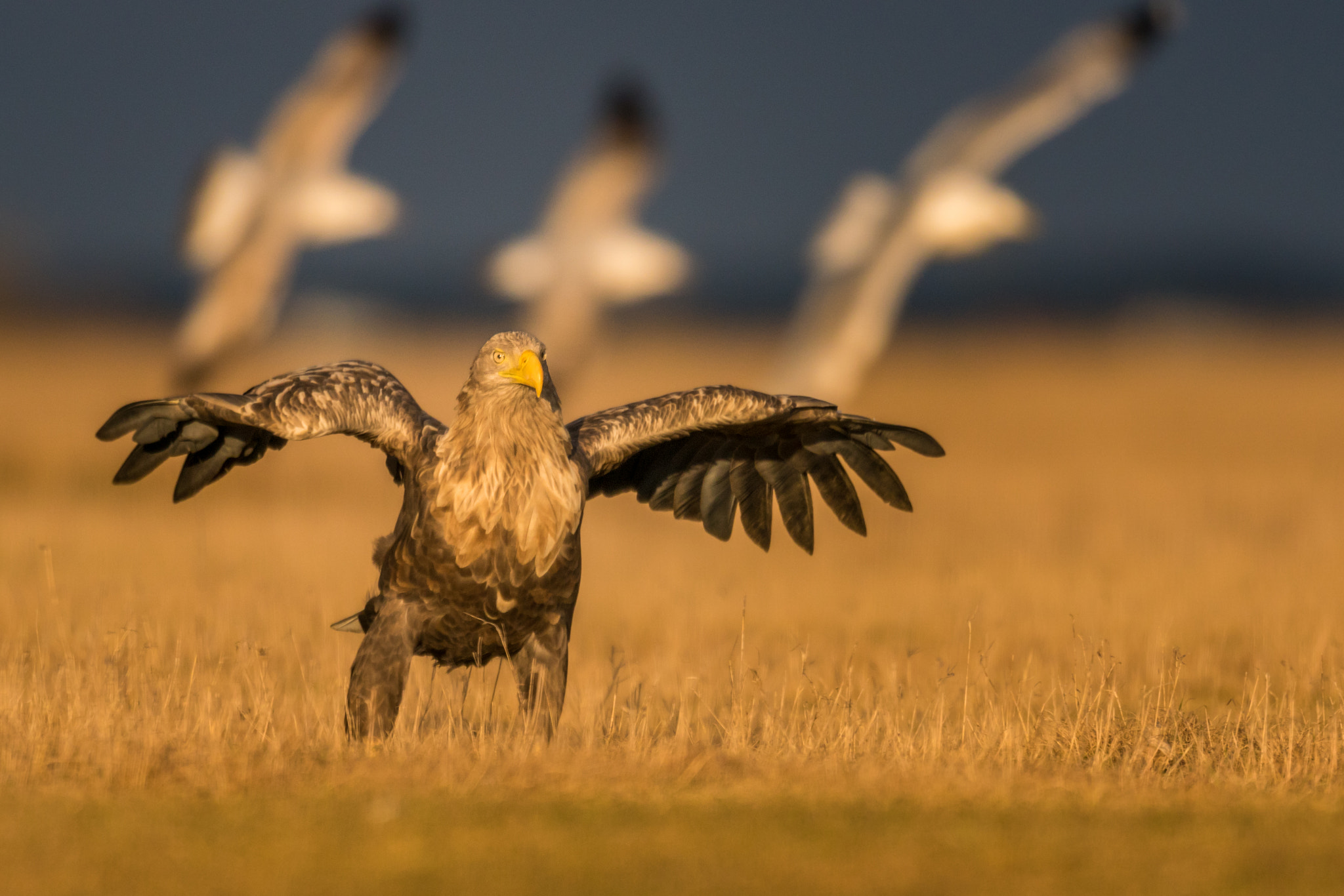 Sony ILCA-77M2 + Sony 500mm F4 G SSM sample photo. The wind beneath my wings photography