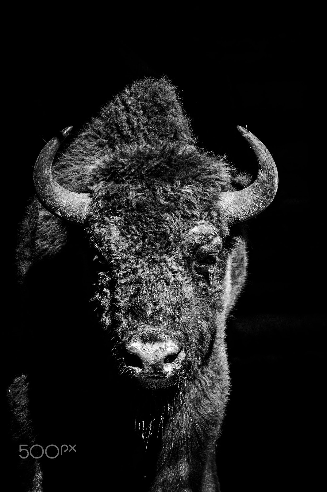 Tamron SP 150-600mm F5-6.3 Di VC USD sample photo. Wisent in bw neu photography