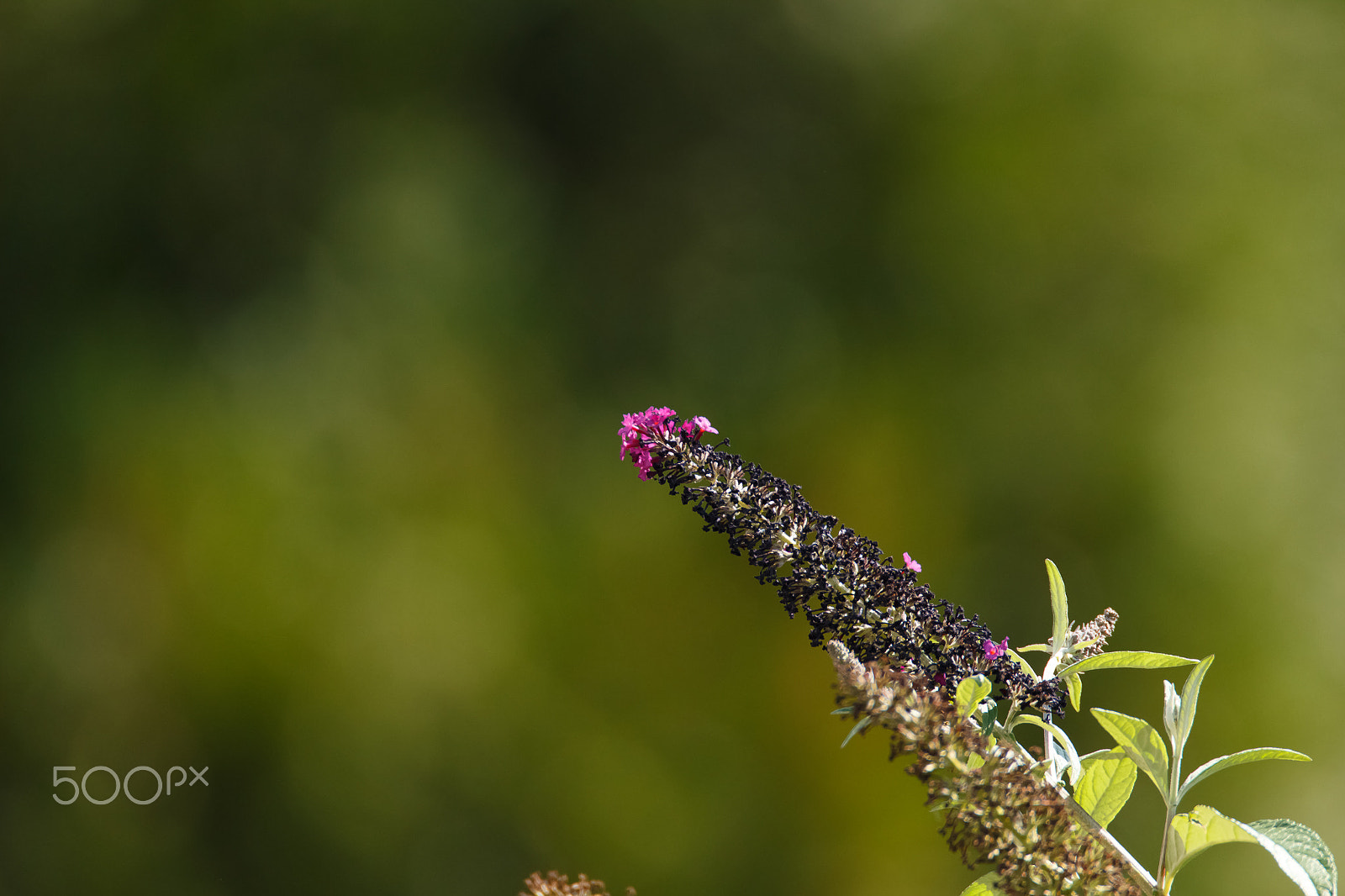 Tamron SP 150-600mm F5-6.3 Di VC USD sample photo
