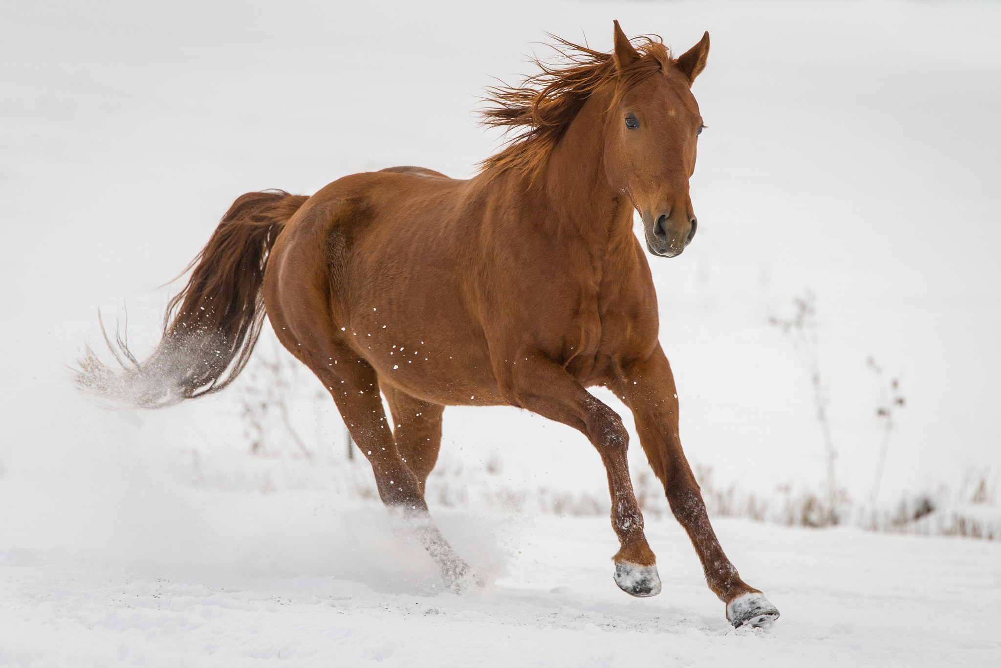 Sony a7 II + Tamron SP 70-200mm F2.8 Di VC USD sample photo. Gallopping horse photography