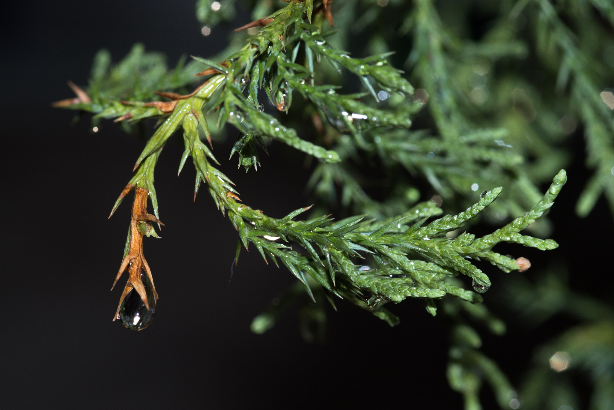 Nikon D610 + AF Micro-Nikkor 105mm f/2.8 sample photo. Branch and water drop photography