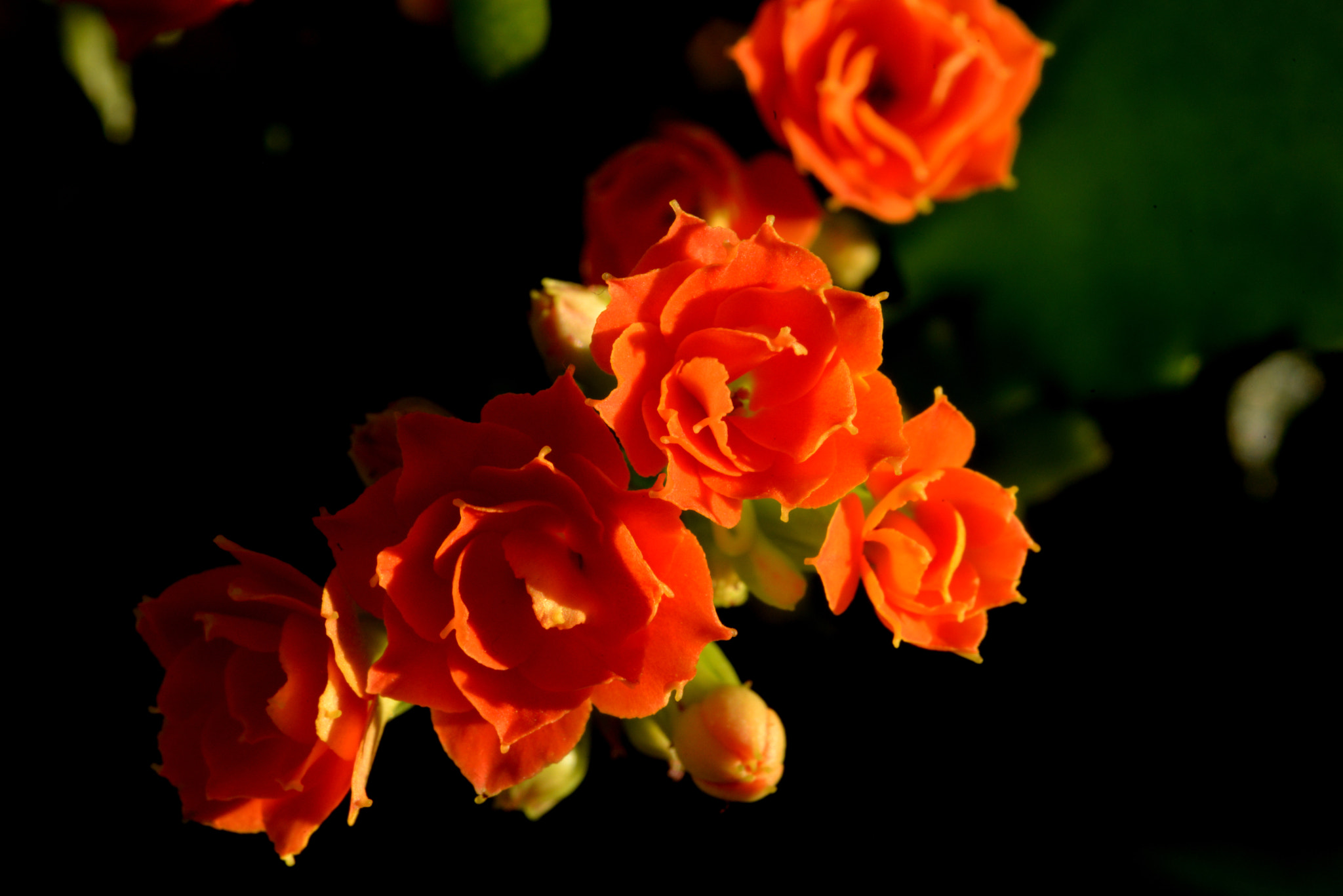 Sigma 150mm F2.8 EX DG Macro HSM sample photo. Flower 2 photography
