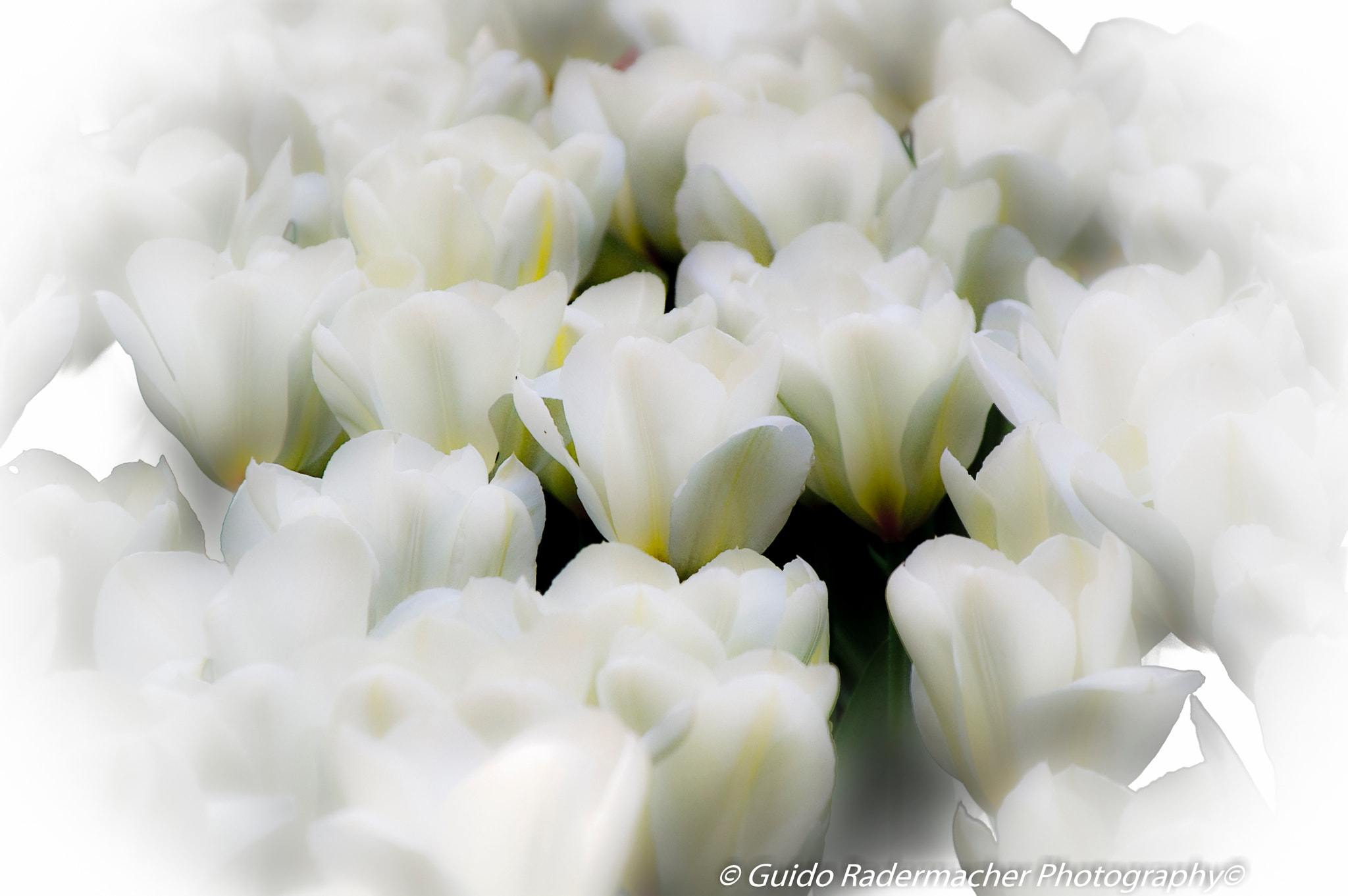Tamron AF 28-300mm F3.5-6.3 XR Di LD Aspherical (IF) Macro sample photo. Tulpenfeld photography