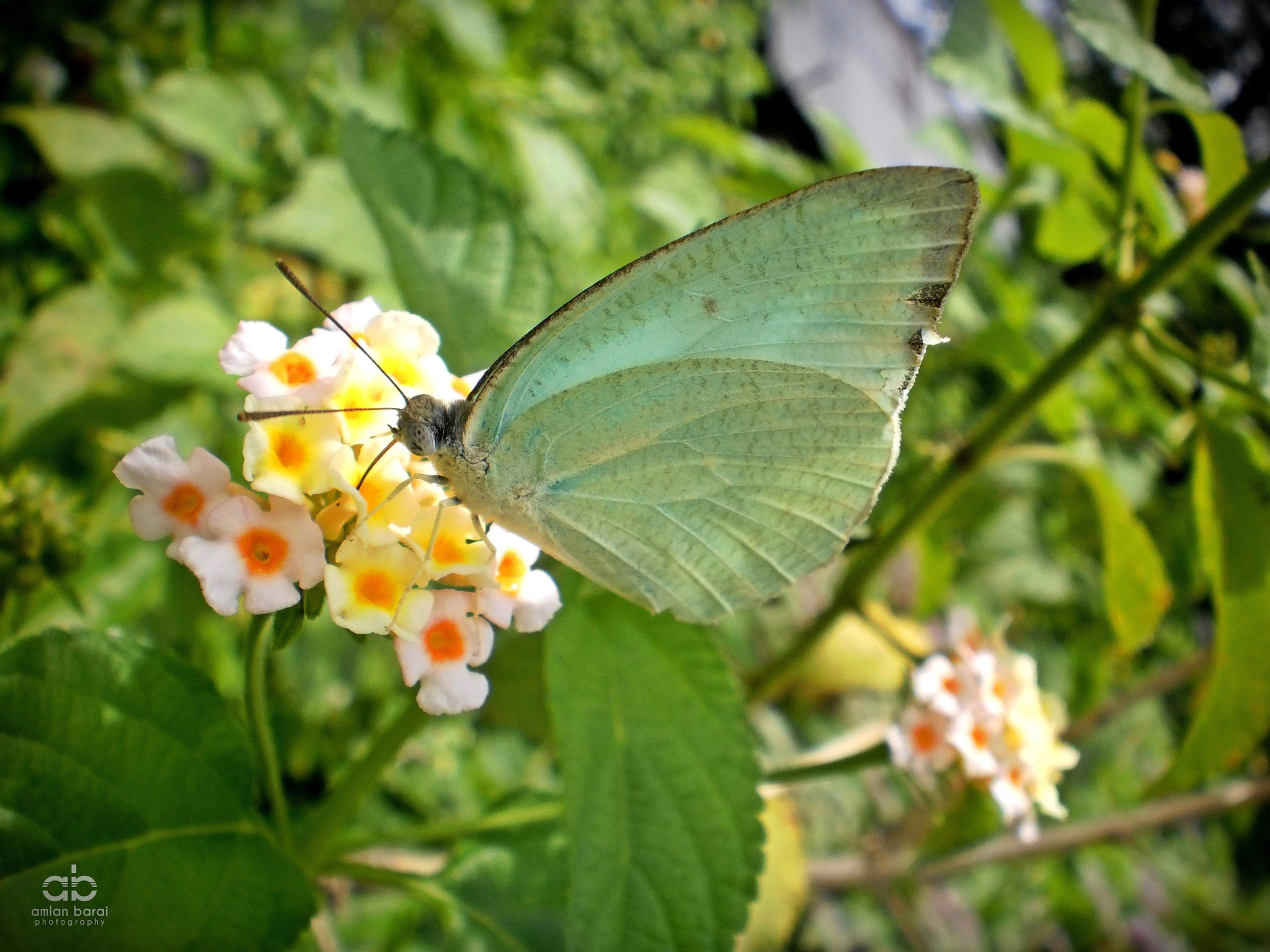 Olympus T105,T100,X36 sample photo. Green butterfly photography