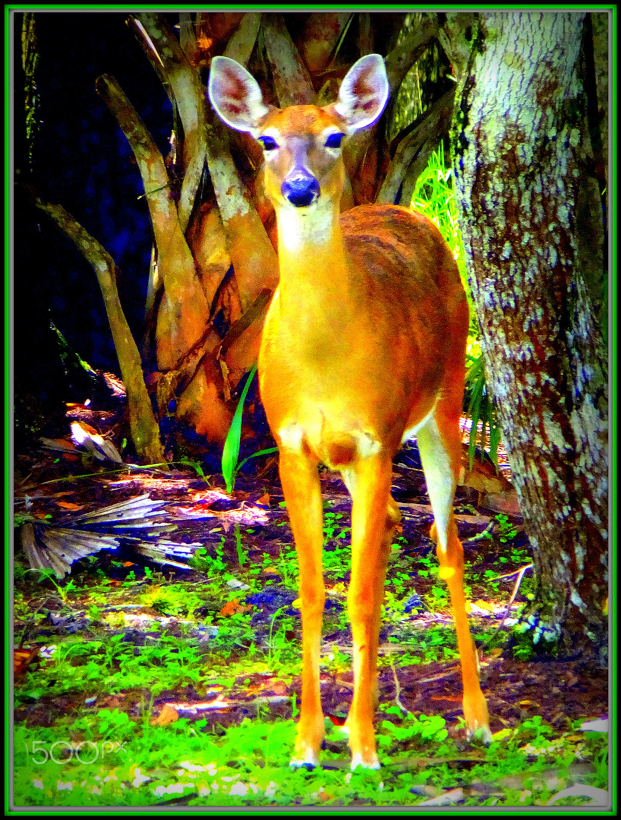 Fujifilm FinePix F850EXR sample photo. What to look for..., white-tailed deer photography