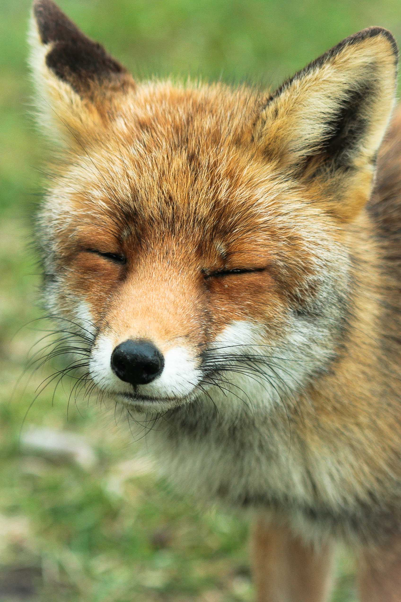 Canon EF 100mm F2.8 Macro USM sample photo. Portret of a fox photography