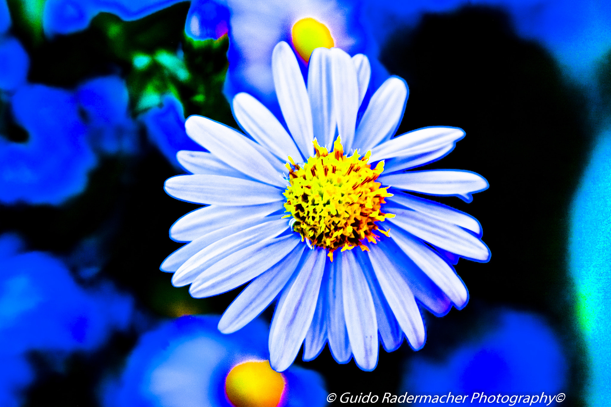 Tamron AF 28-300mm F3.5-6.3 XR Di LD Aspherical (IF) Macro sample photo. Flower photography