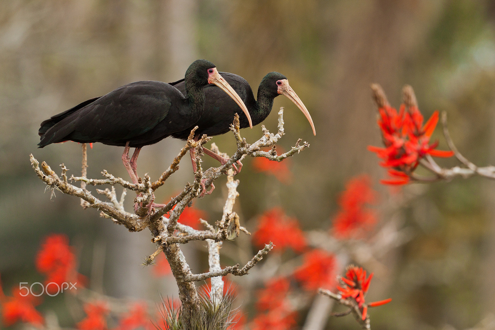 Canon EF 100-400mm F4.5-5.6L IS USM sample photo. The duet photography