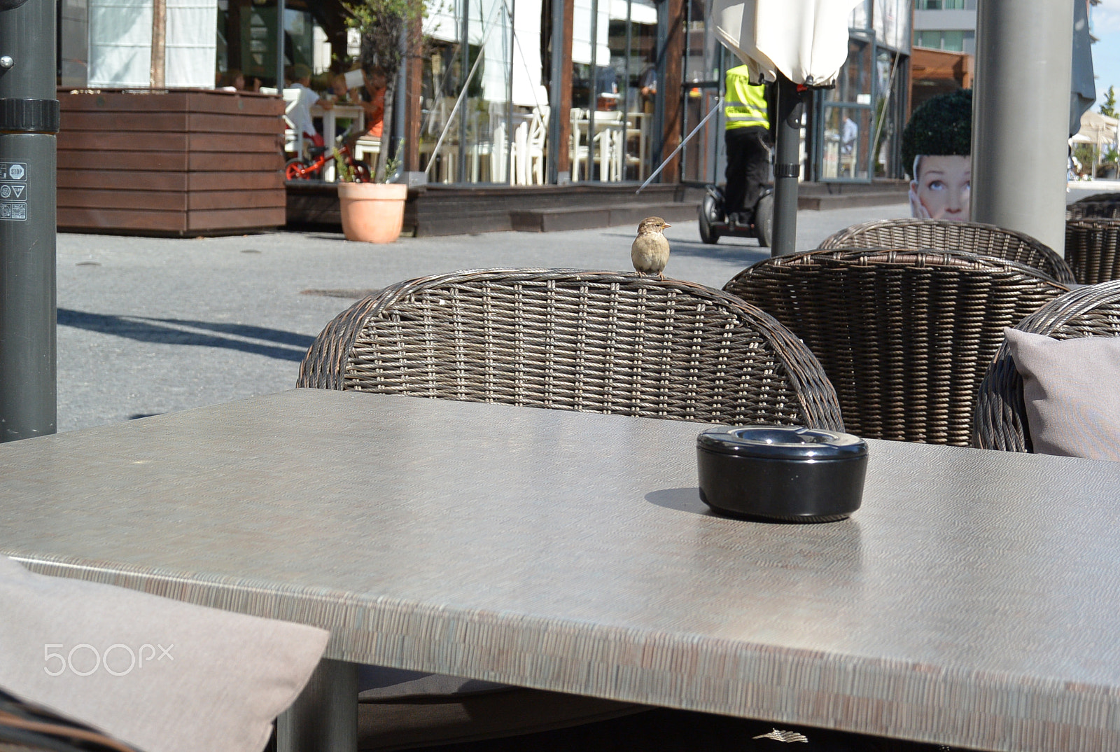 Nikon 1 S1 sample photo. Little bird photography