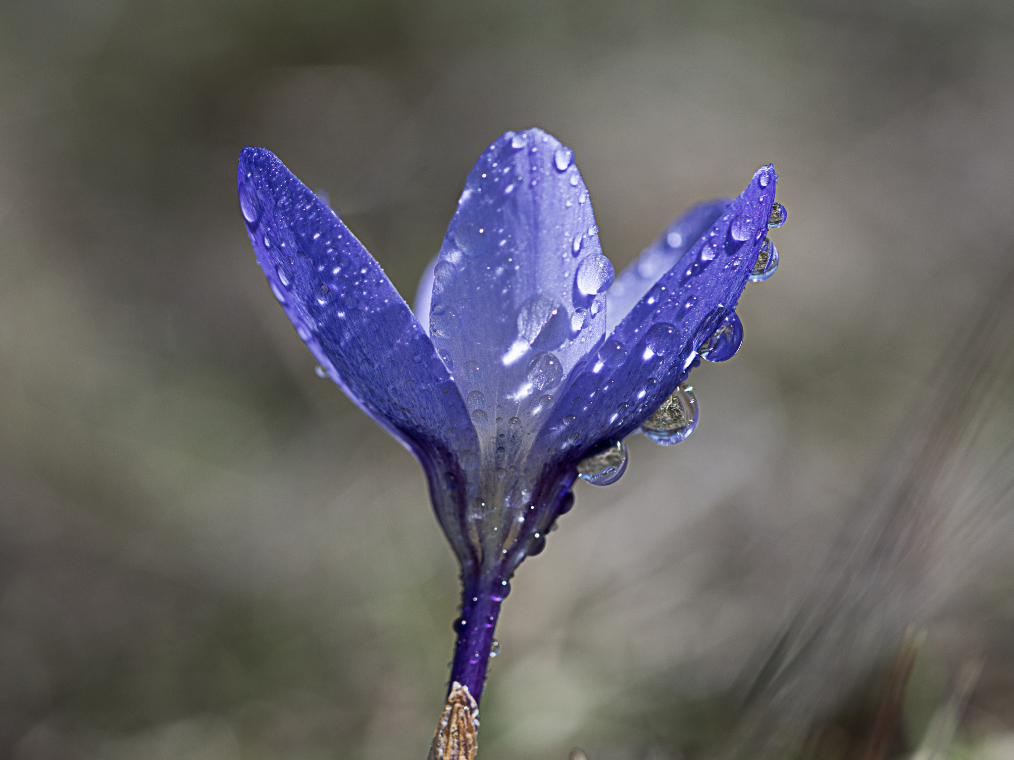 Samsung NX 60mm F2.8 Macro ED OIS SSA sample photo. ... photography