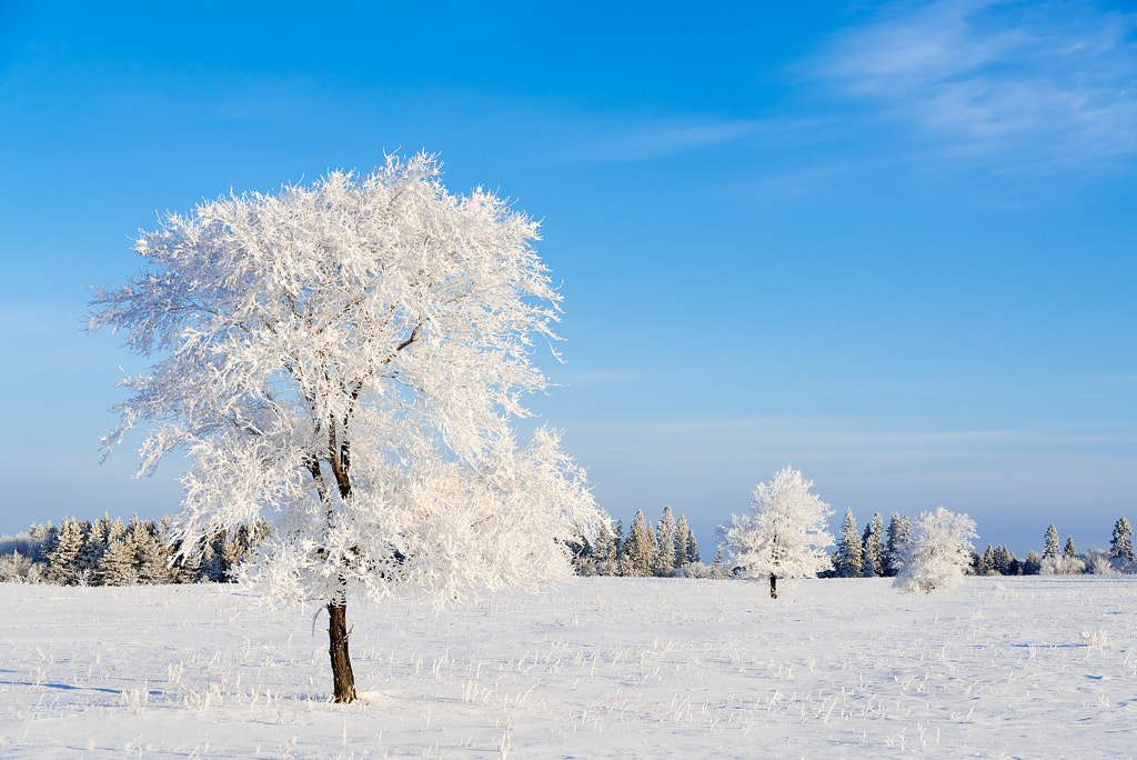 Winter Frostland, автор — Nebojsa Novakovic на 500px.com