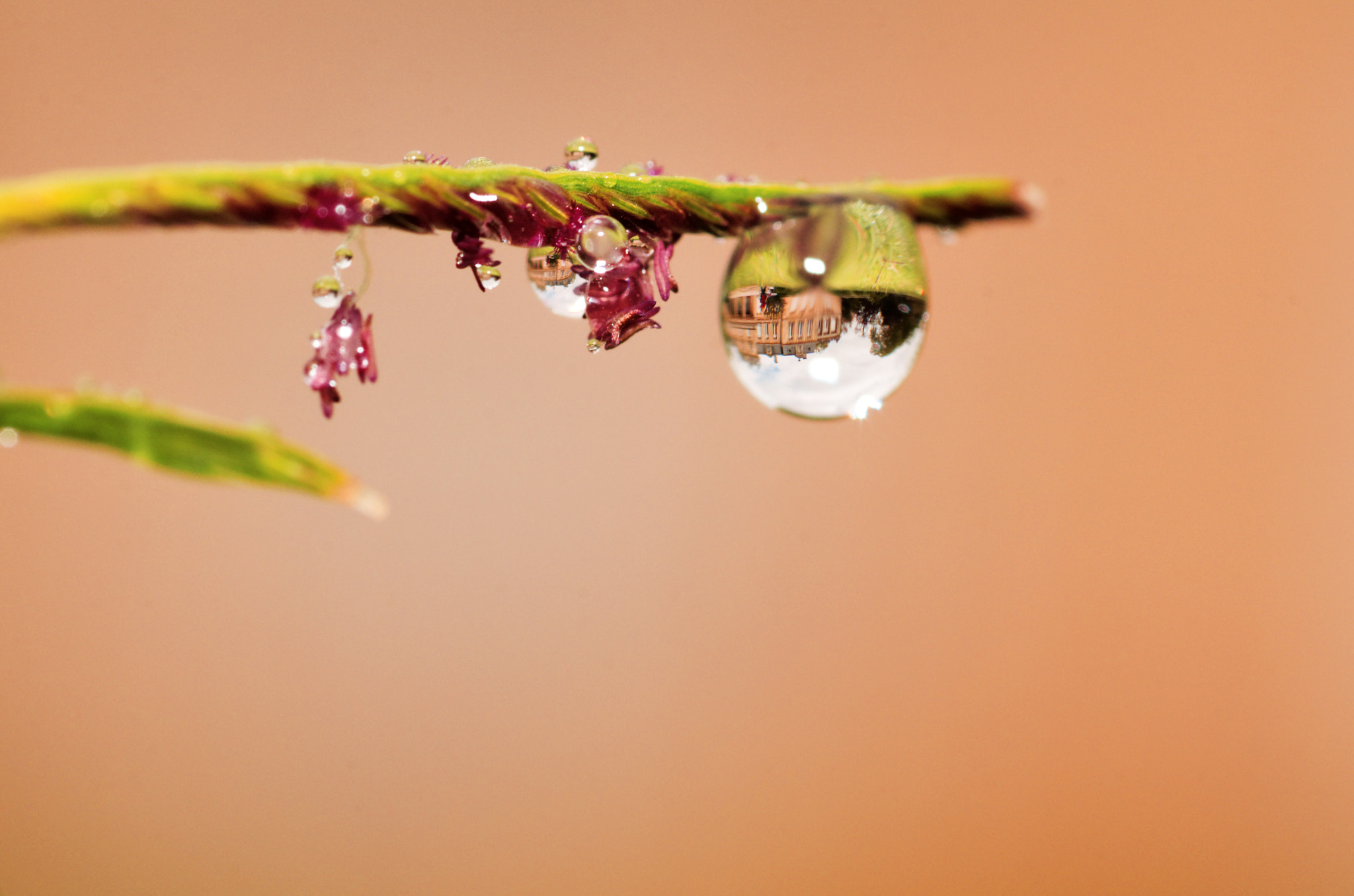 Nikon D7000 + Sigma 105mm F2.8 EX DG Macro sample photo. Gouttes photography