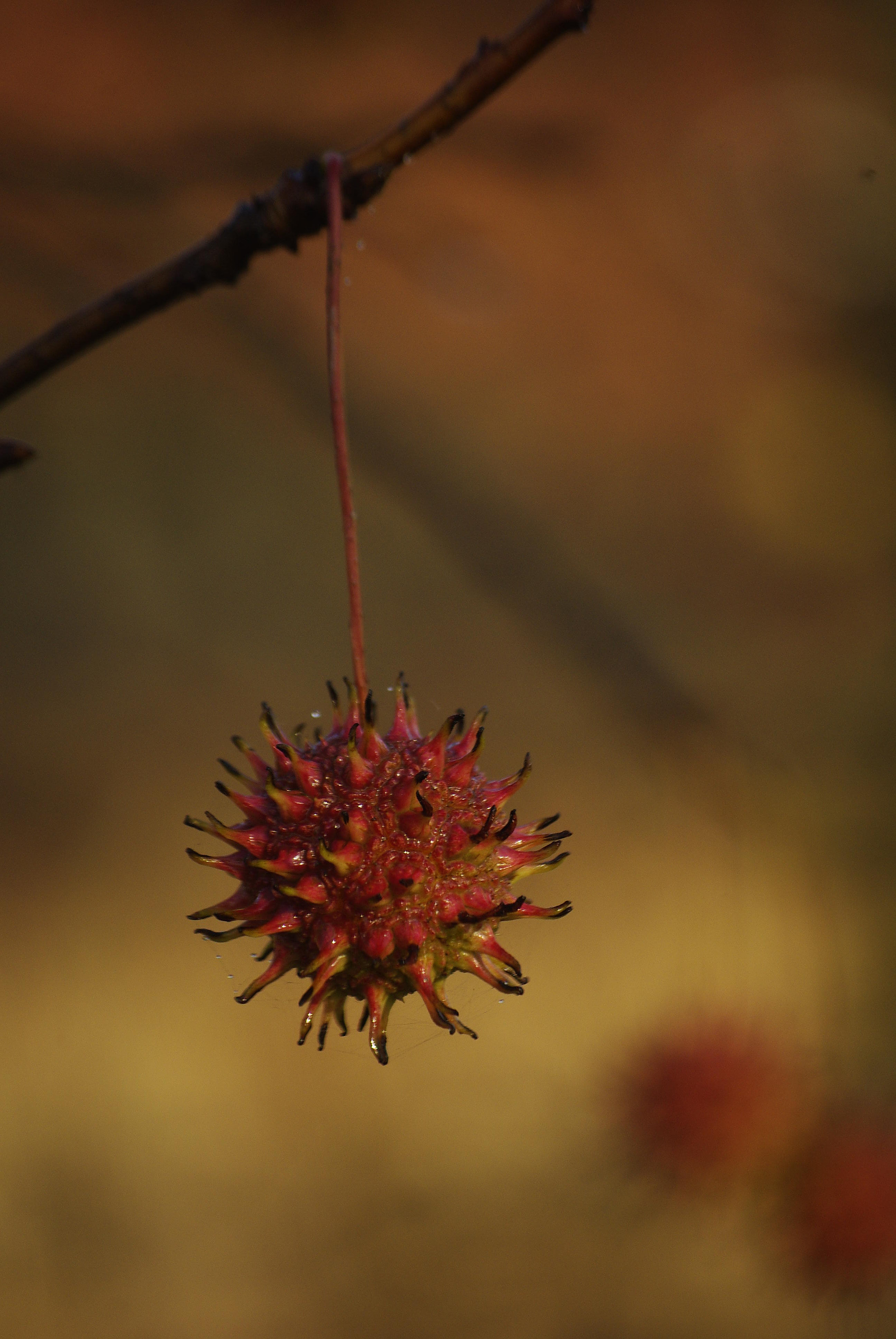 Pentax smc DA 50-200mm F4-5.6 ED sample photo. _igp3962.jpg photography