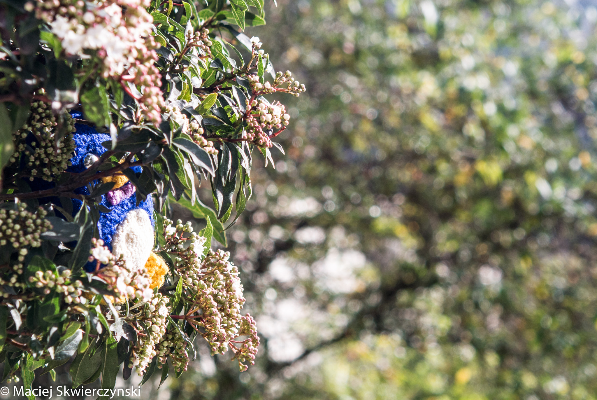 60mm f/2.8G sample photo. Sunny day for a penguin photography