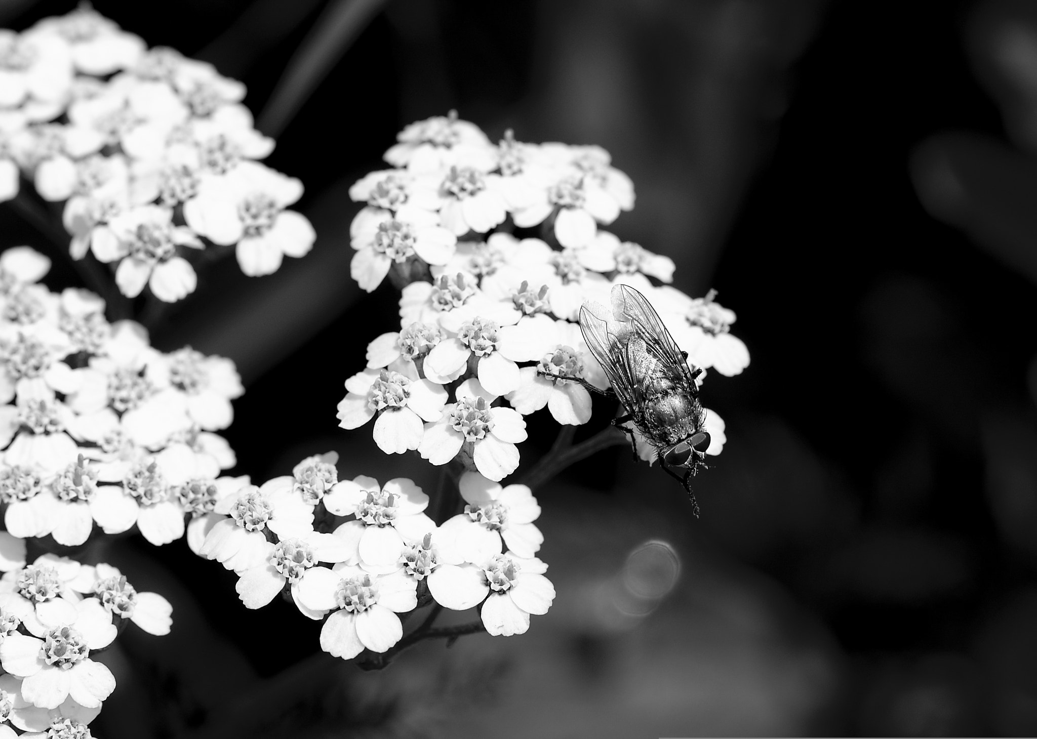 Nikon AF-S DX Micro-Nikkor 85mm F3.5G ED VR sample photo. The bw fly photography