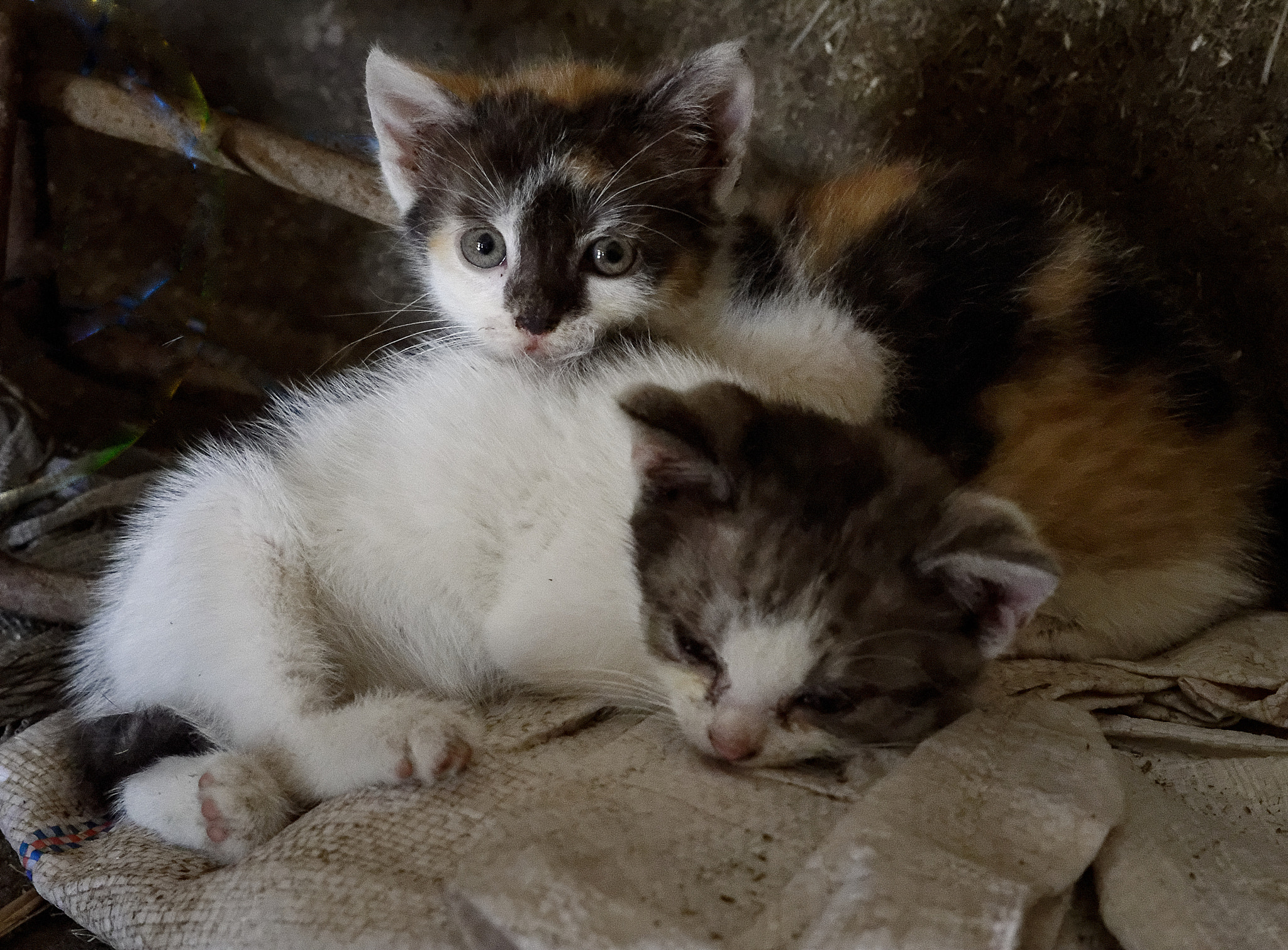 Nikon AF-S DX Micro-Nikkor 85mm F3.5G ED VR sample photo. The warmth of cats photography