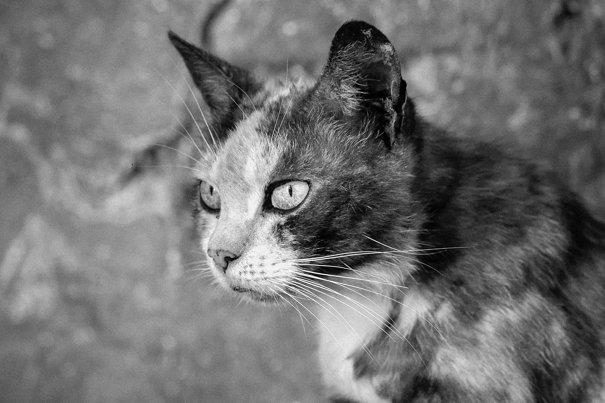 Nikon AF-S DX Micro-Nikkor 85mm F3.5G ED VR sample photo. Cat face in bw photography