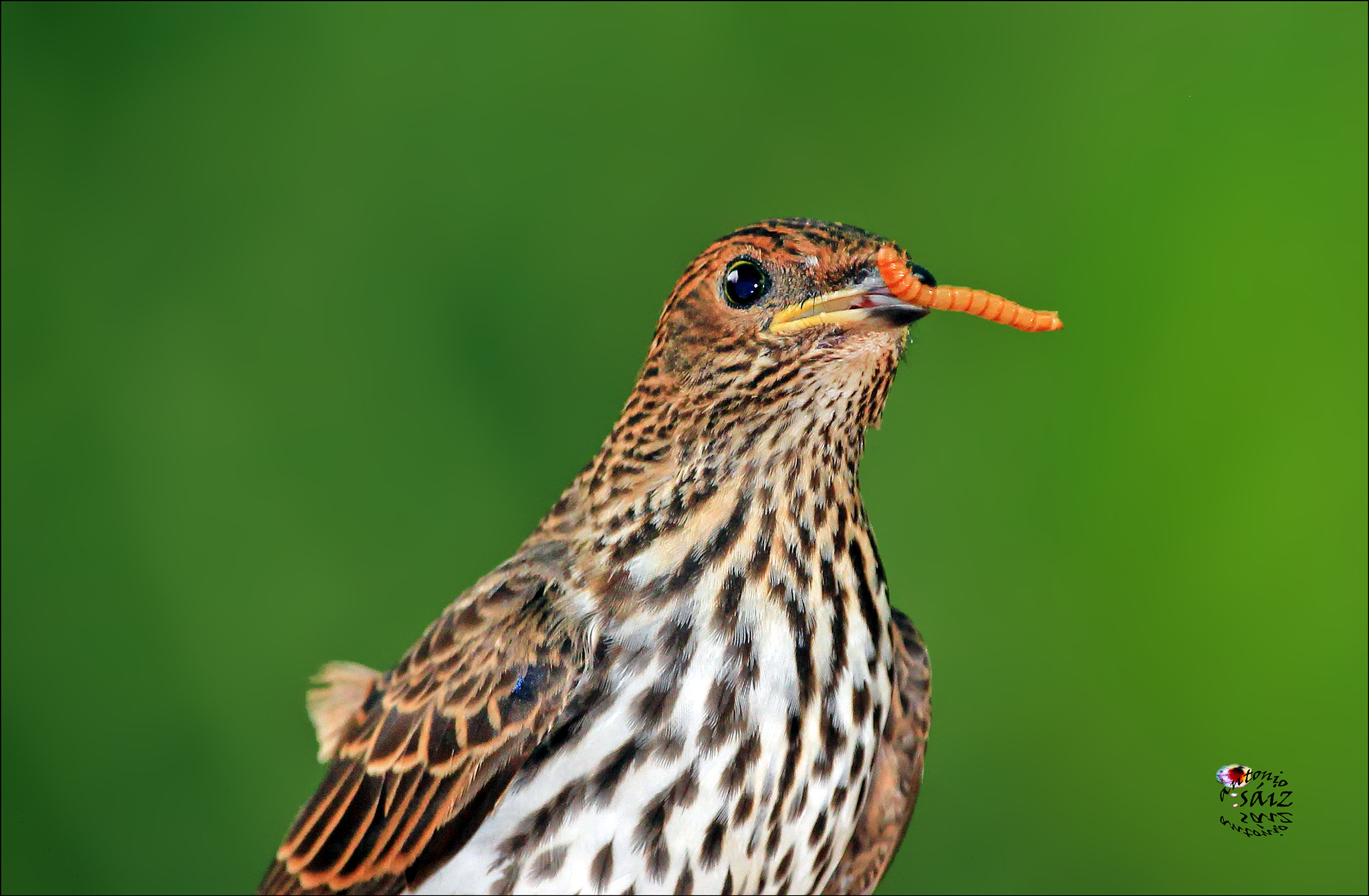 Canon EF 100-400mm F4.5-5.6L IS USM sample photo. Tordo photography