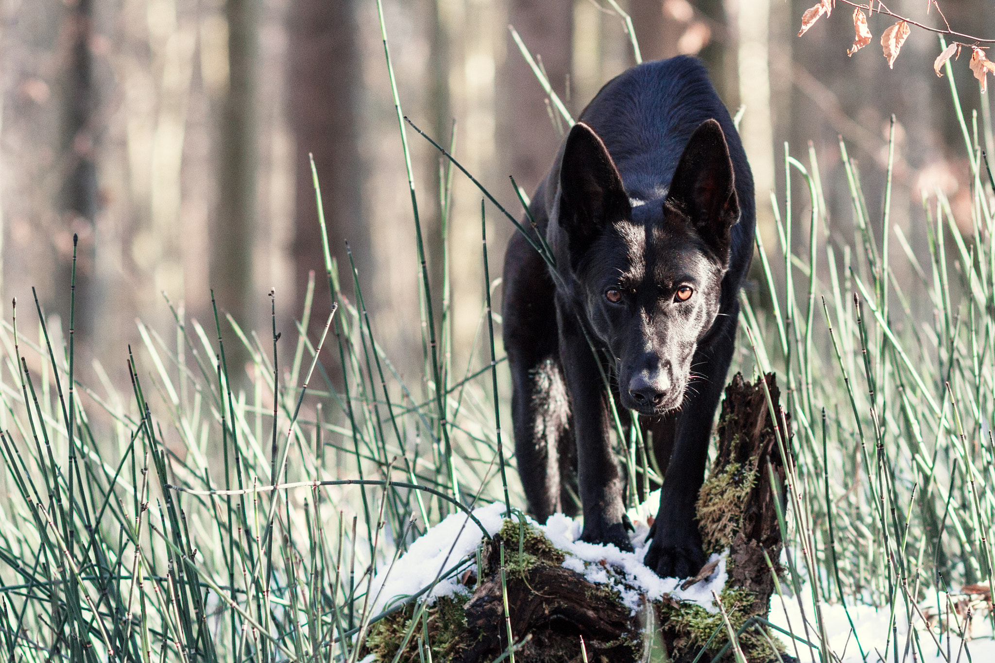 Canon EOS 7D + Canon EF 100mm F2.0 USM sample photo. Auf der pirsch.. photography