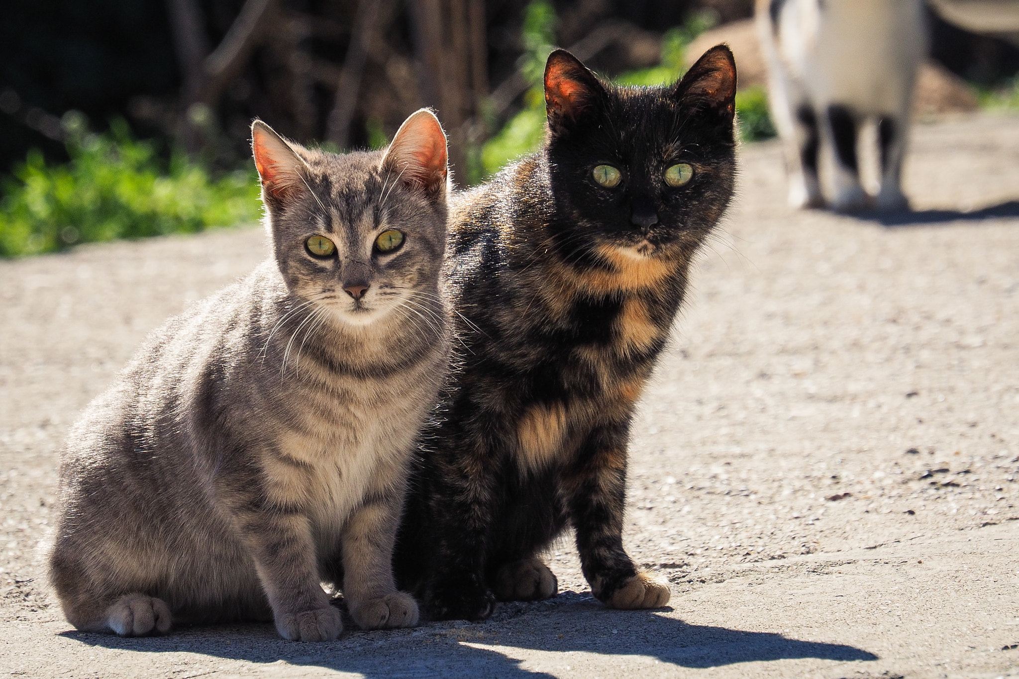 Olympus OM-D E-M10 sample photo. Kitties #2 photography