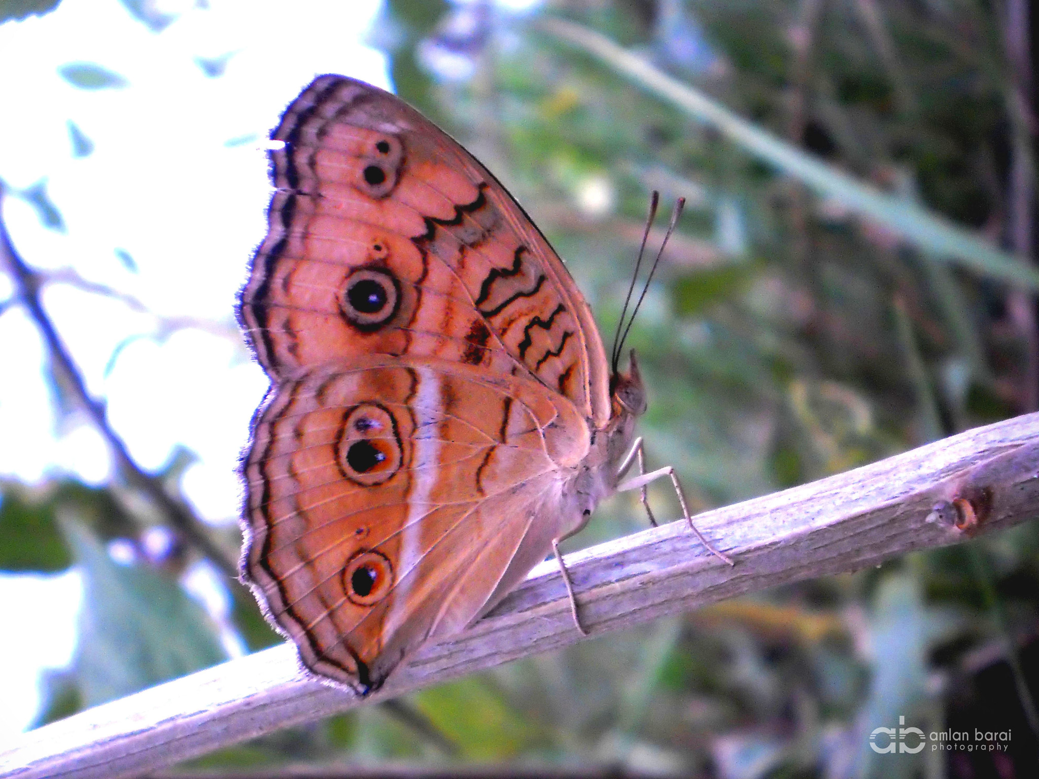 Olympus T105,T100,X36 sample photo. Butterfly... photography