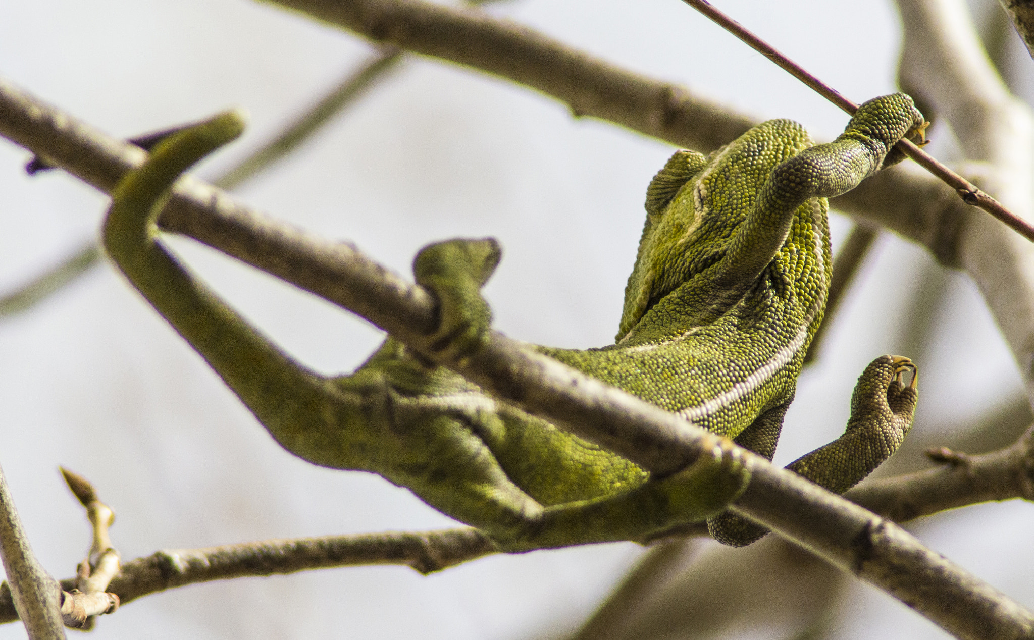 Tamron AF 200-400mm f/5.6 LD IF (75D) sample photo. Camaleon comun - common chameleon photography