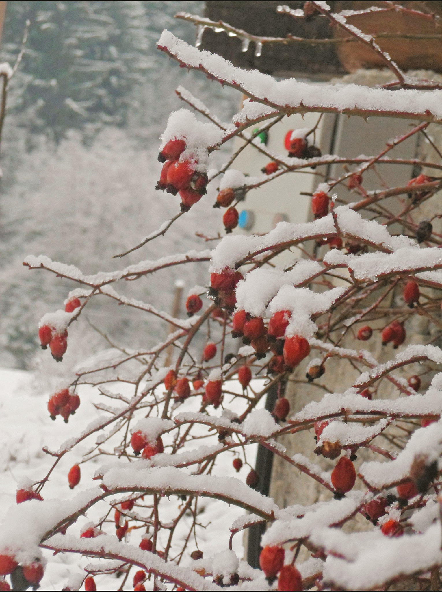 Samsung PL210, PL211 / VLUU PL210, PL211 sample photo. Le rouge et le blanc photography