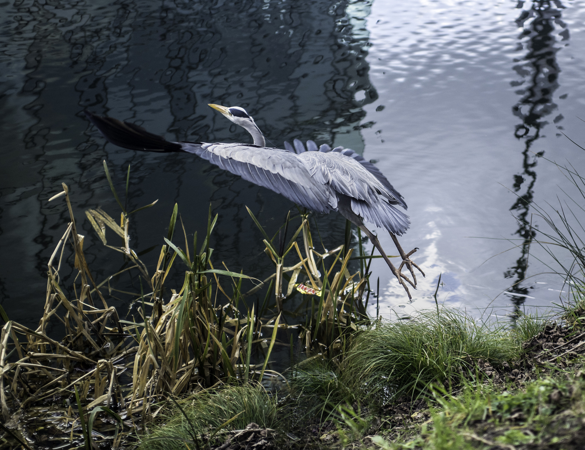 Nikon D810 + AF Zoom-Nikkor 35-70mm f/2.8D sample photo. Grey heron photography