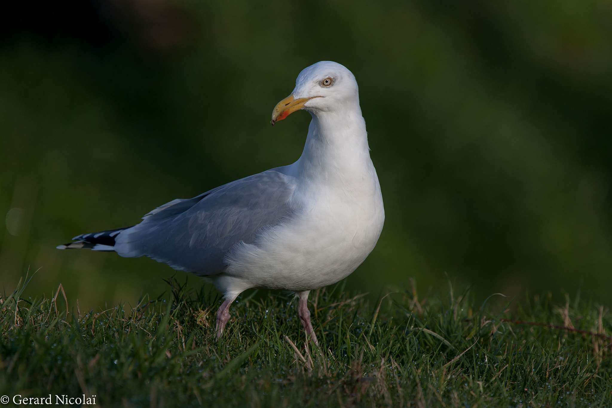 Canon EF 300mm F2.8L IS USM sample photo. European herring gull photography