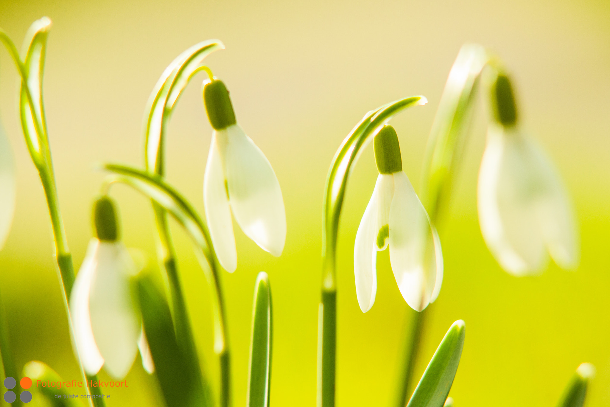 Sigma APO 50-150mm f/2.8 [II] EX DC HSM sample photo. Snowdrop photography