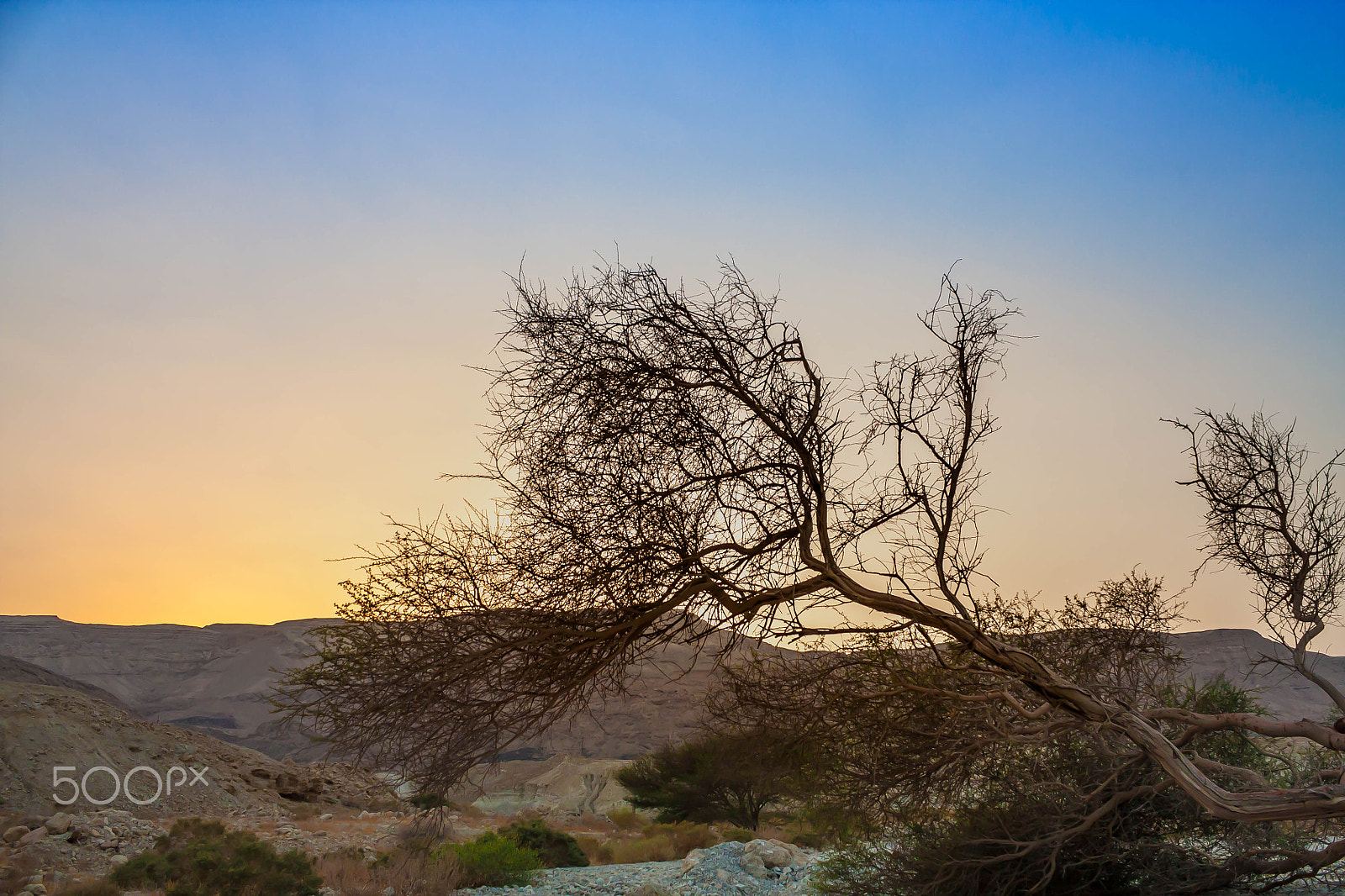 Canon EF-S 18-55mm F3.5-5.6 III sample photo. A tree in the desert photography