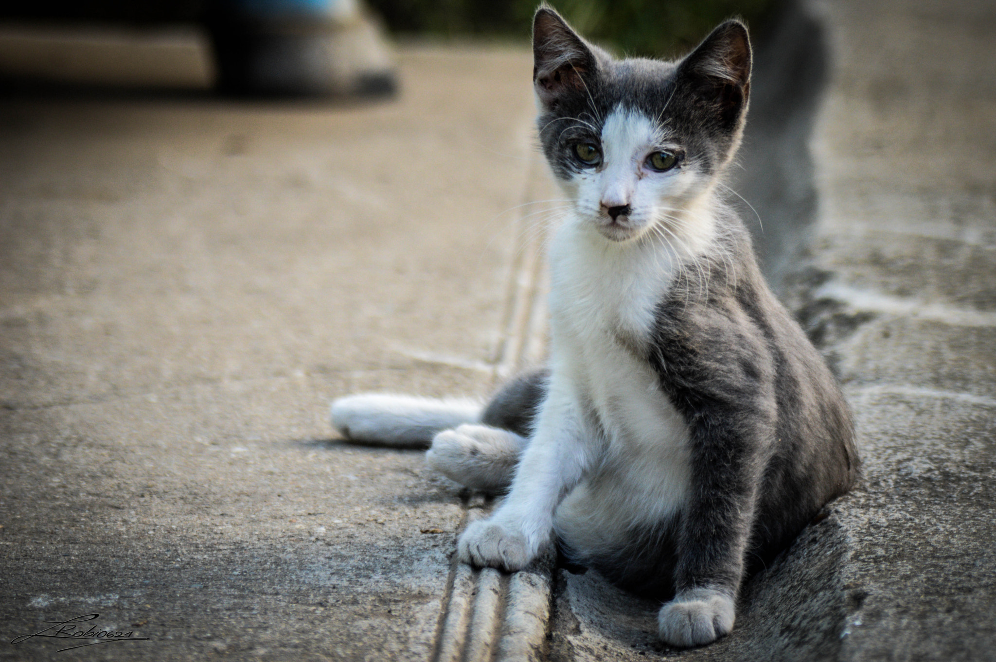 Sigma 70-210mm F4-5.6 UC-II sample photo. Cat photography