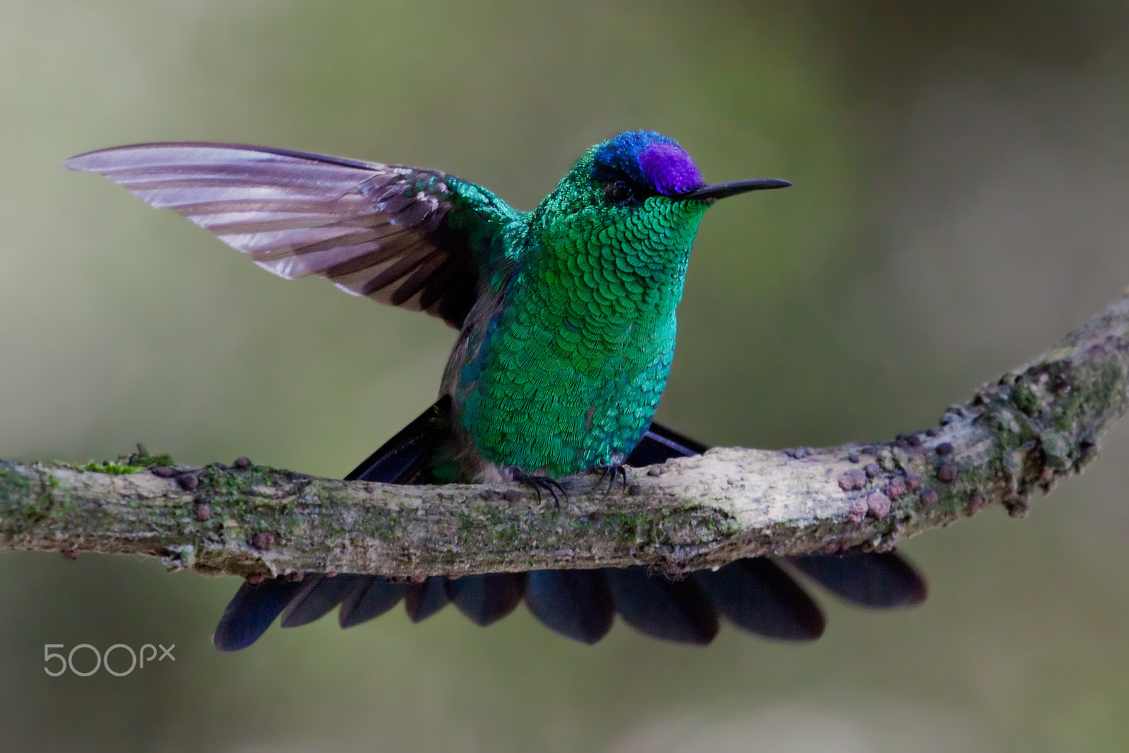 Canon EF 100-400mm F4.5-5.6L IS USM sample photo. Beauty in nature photography