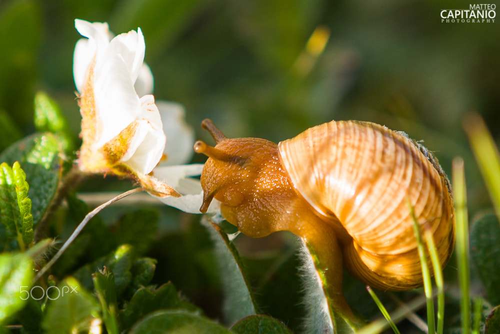 Canon EOS 30D + Canon EF 24-70mm F2.8L USM sample photo. The flower and the snail photography