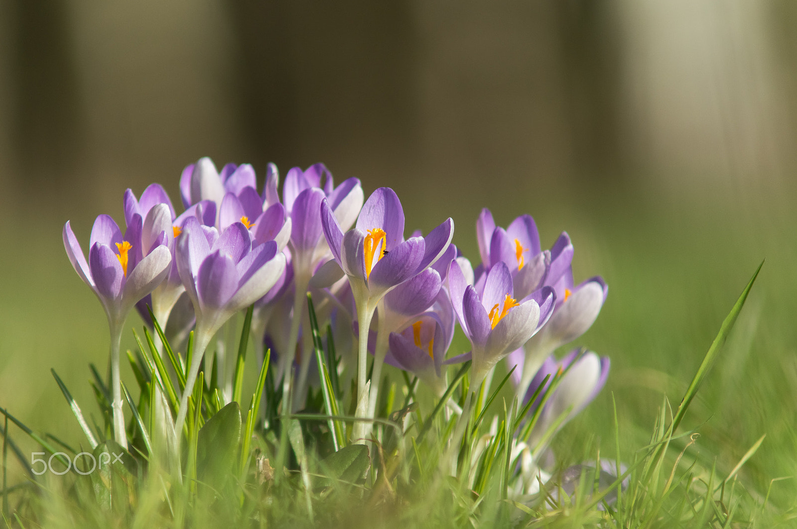 Sony SLT-A57 + Minolta AF 70-210mm F4 Macro sample photo. Spring crocus photography