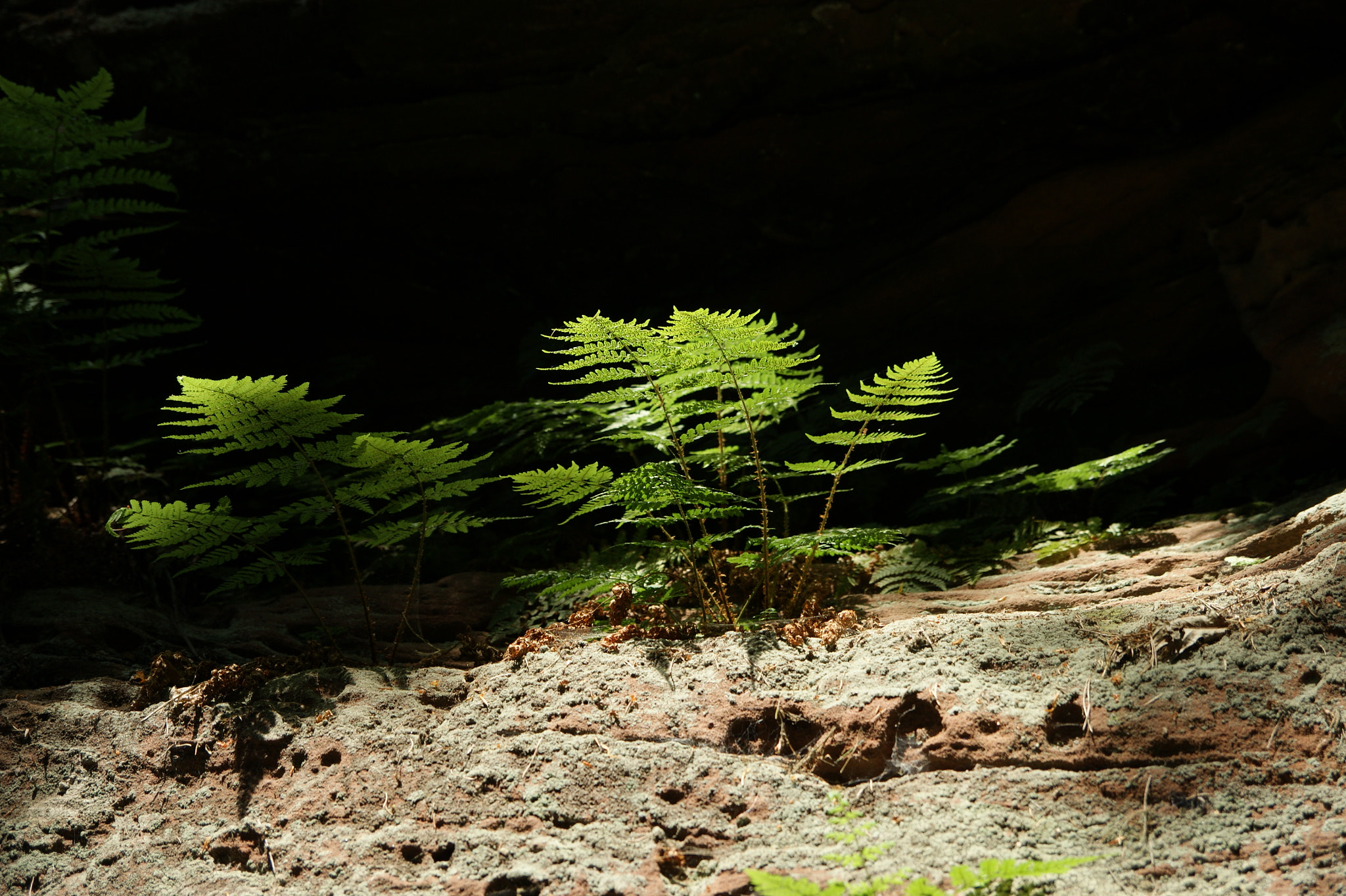 Sony Alpha DSLR-A390 sample photo. Farne photography