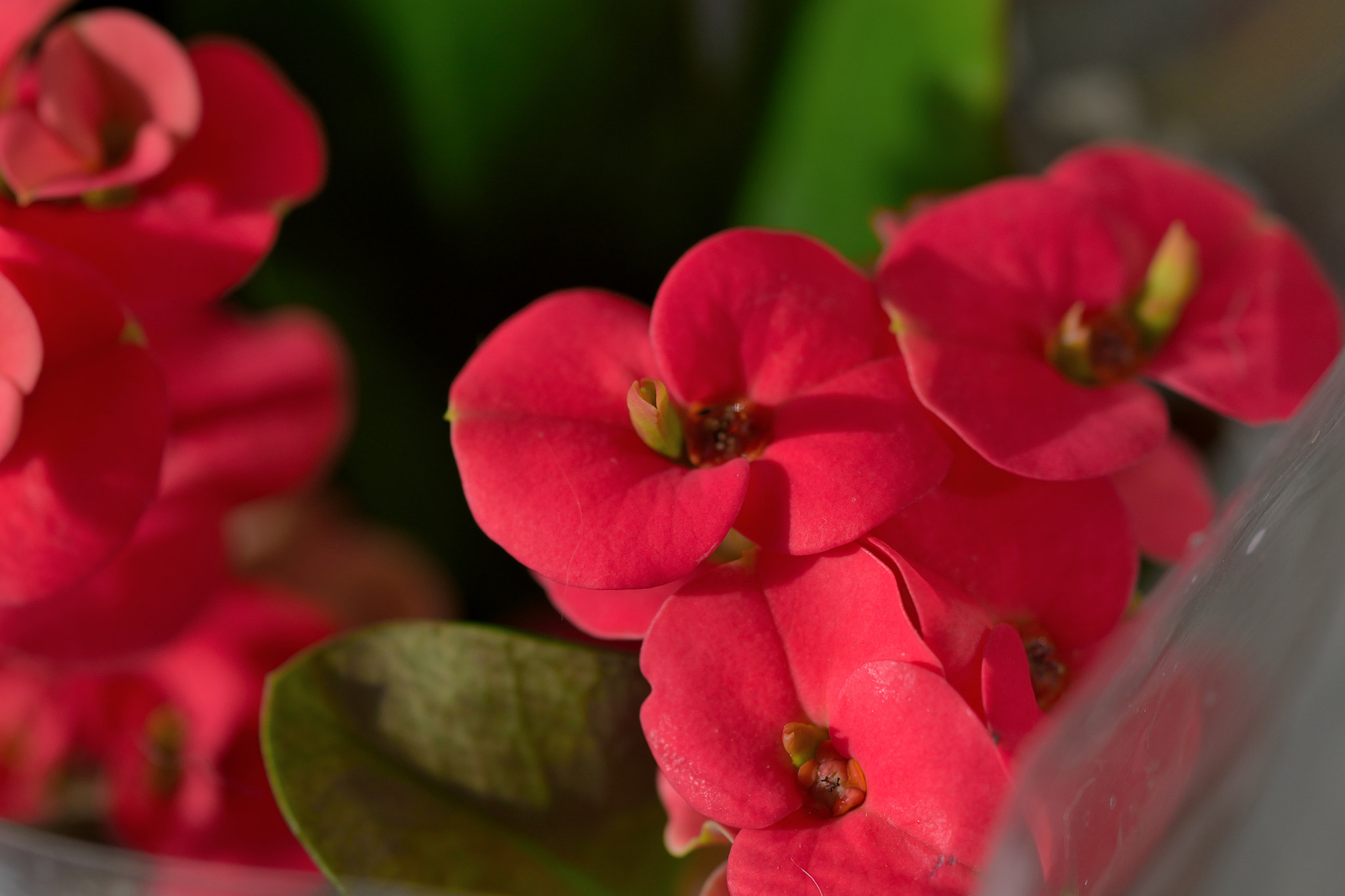 Sigma 105mm F2.8 EX DG Macro sample photo. Euphorbia milii photography