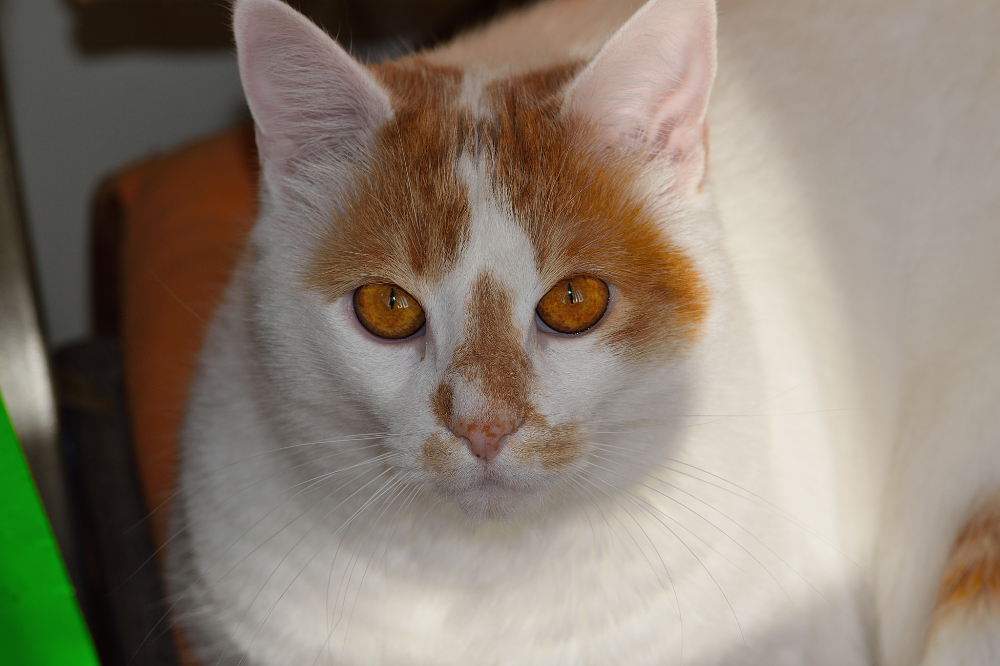 Sigma 105mm F2.8 EX DG Macro sample photo. Maya photography