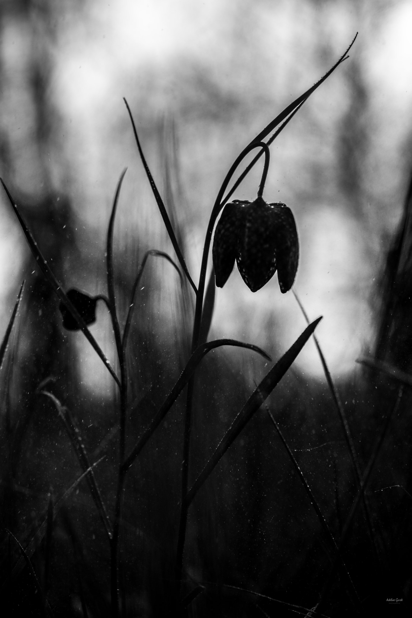 Nikon AF-S Micro-Nikkor 60mm F2.8G ED sample photo. Fritilaire pintade photography