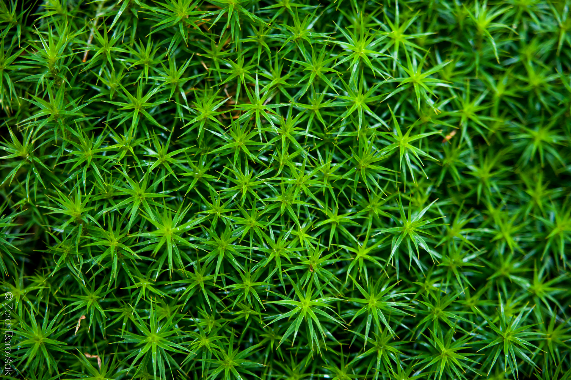 AF Zoom-Nikkor 35-105mm f/3.5-4.5 sample photo. Moss photography